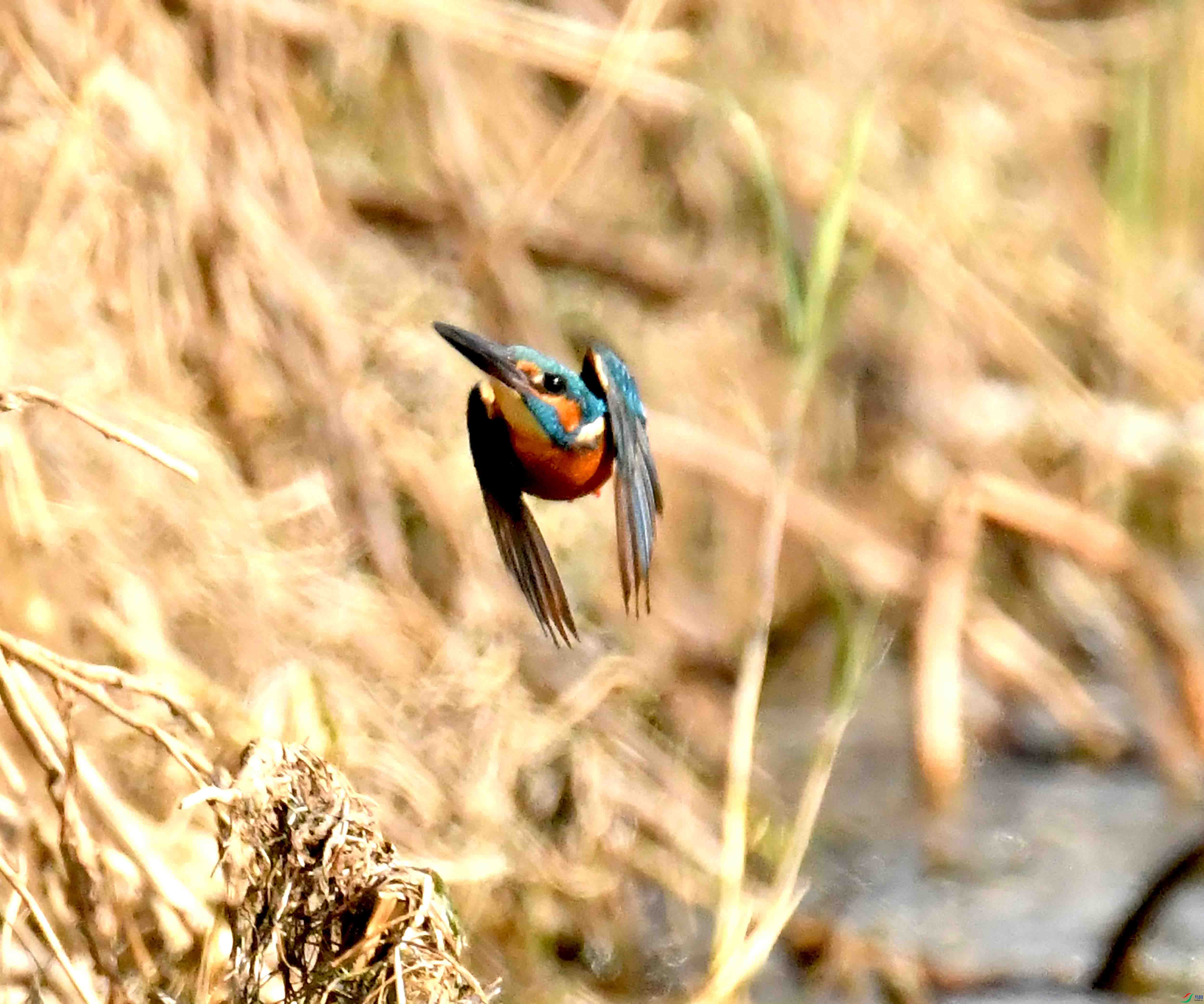 DSC_7371.JPG