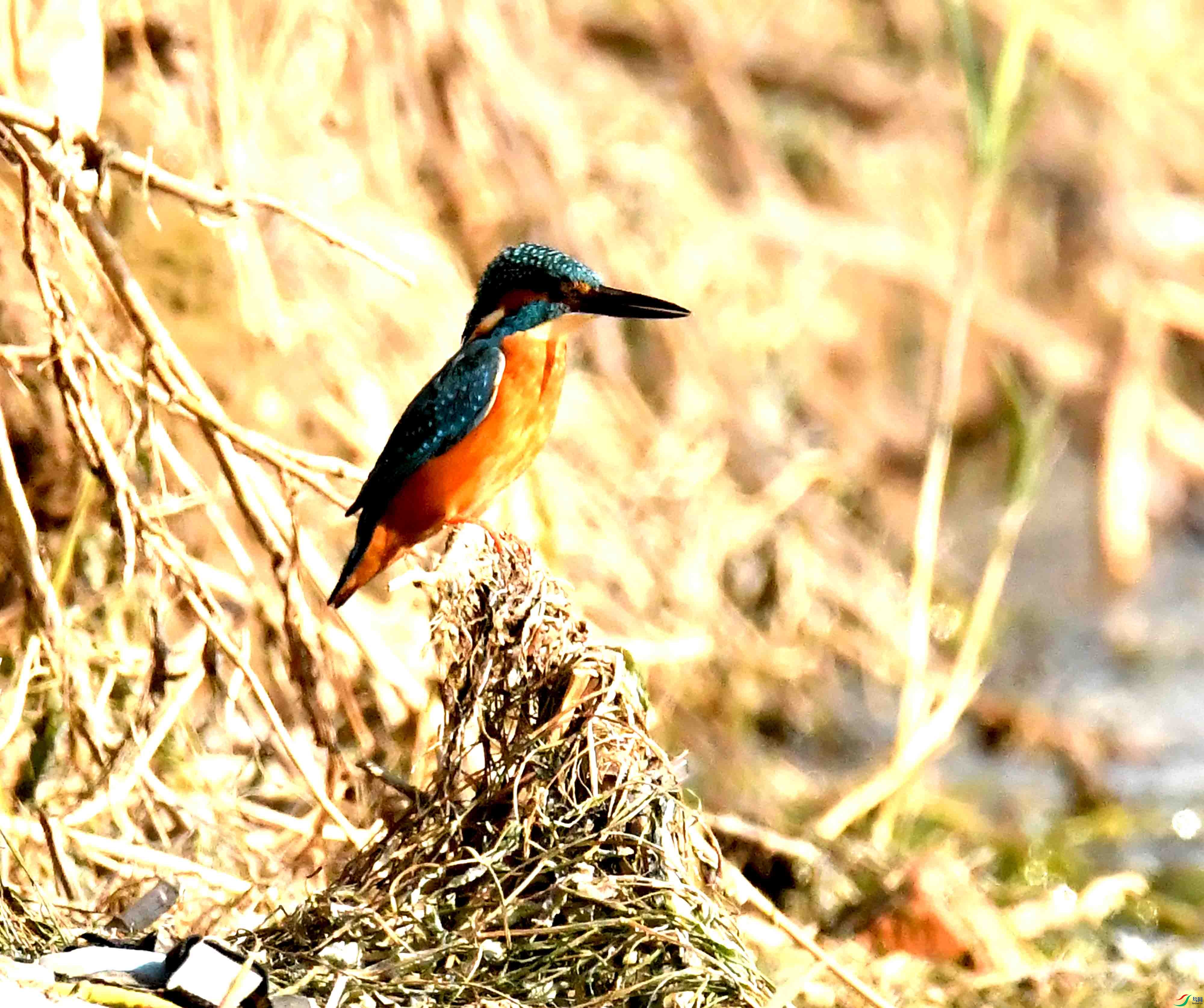 DSC_7367.JPG