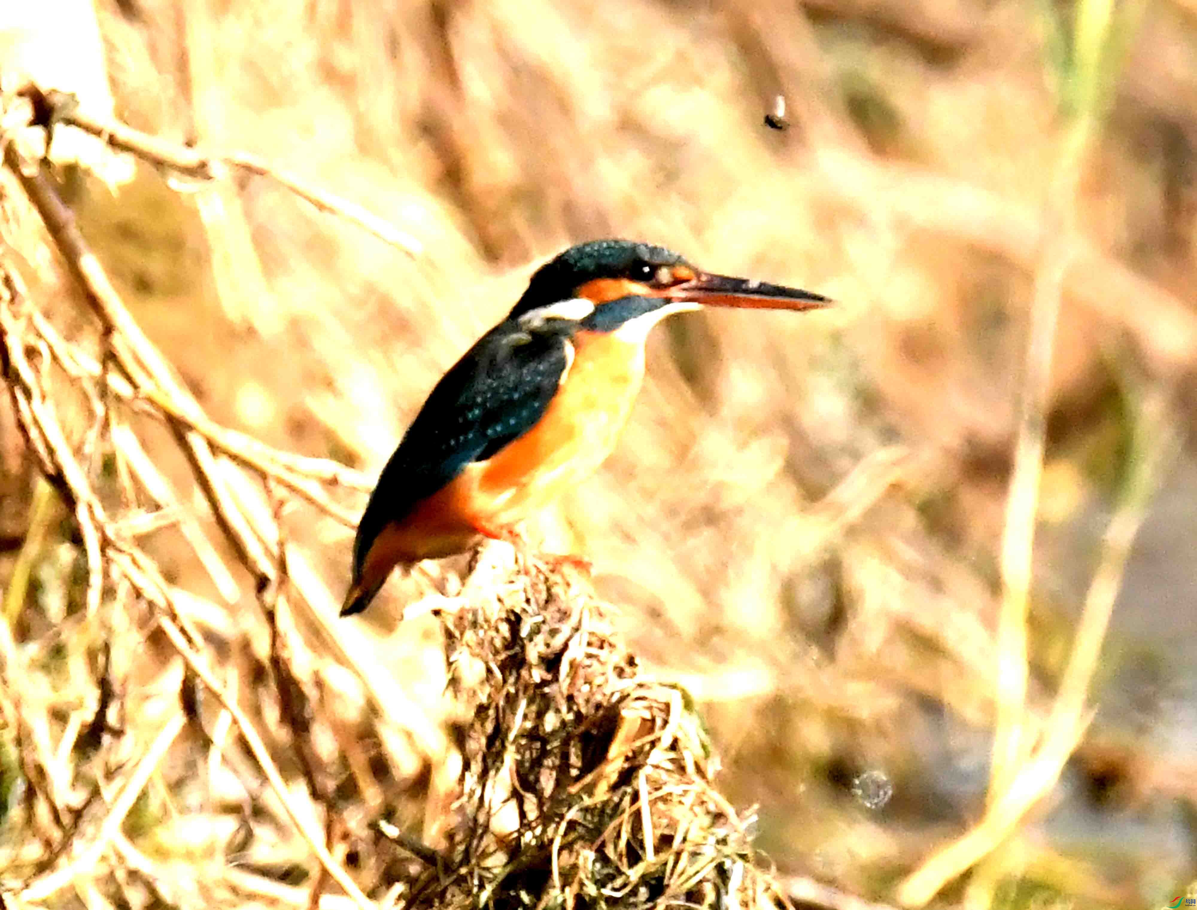 DSC_7373.JPG