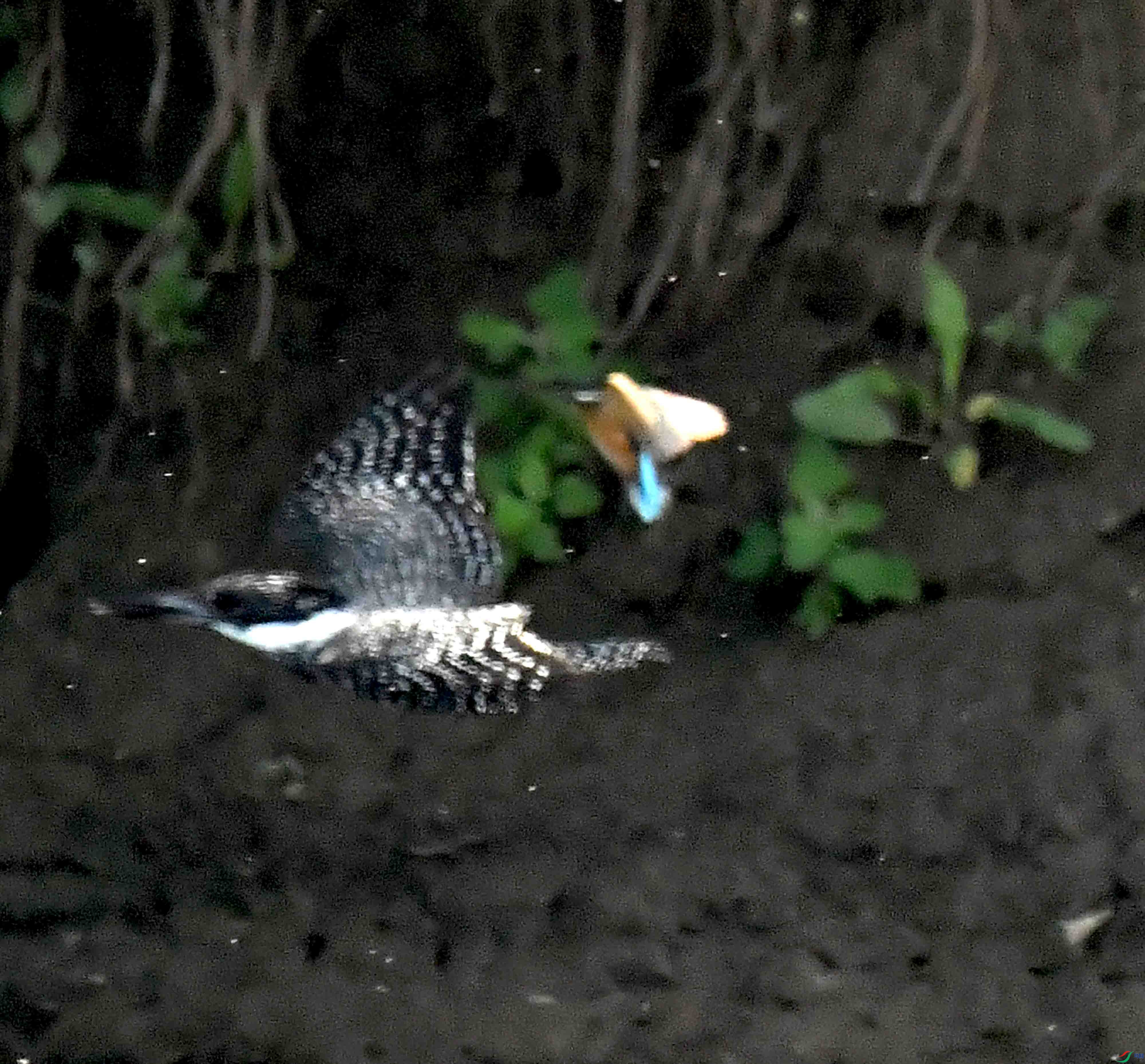 DSC_7420.JPG