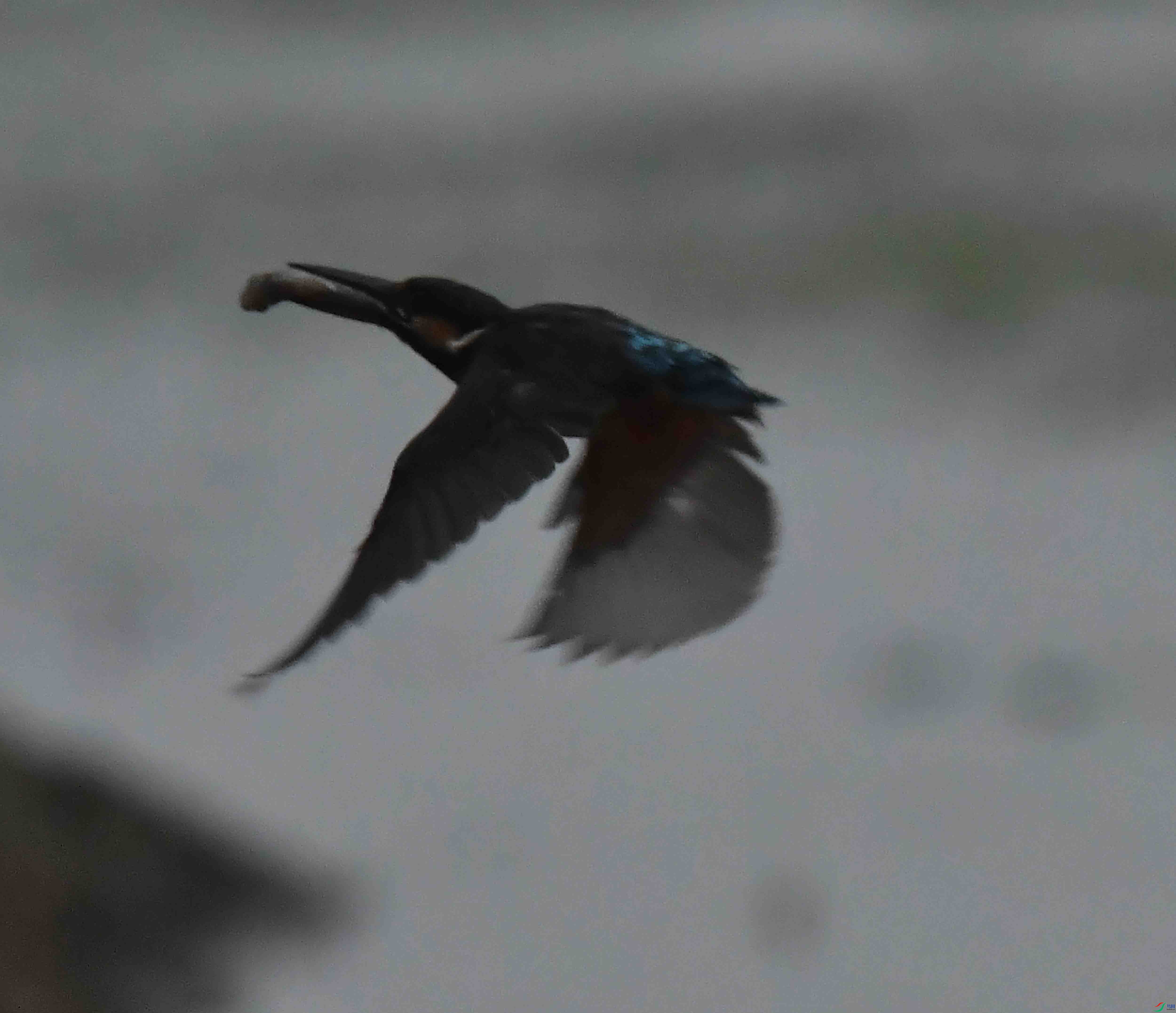 DSC_9745.JPG