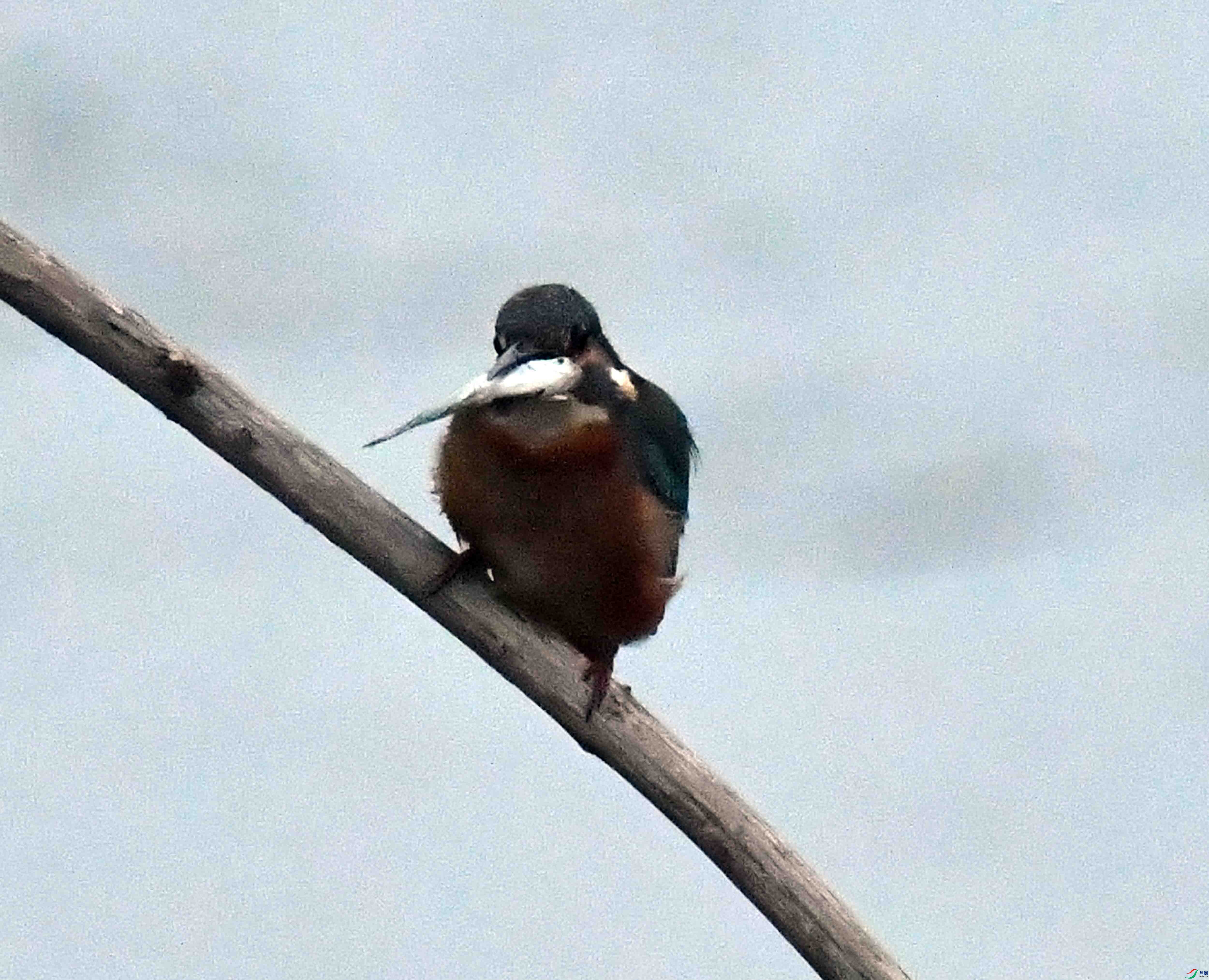 DSC_9746.JPG