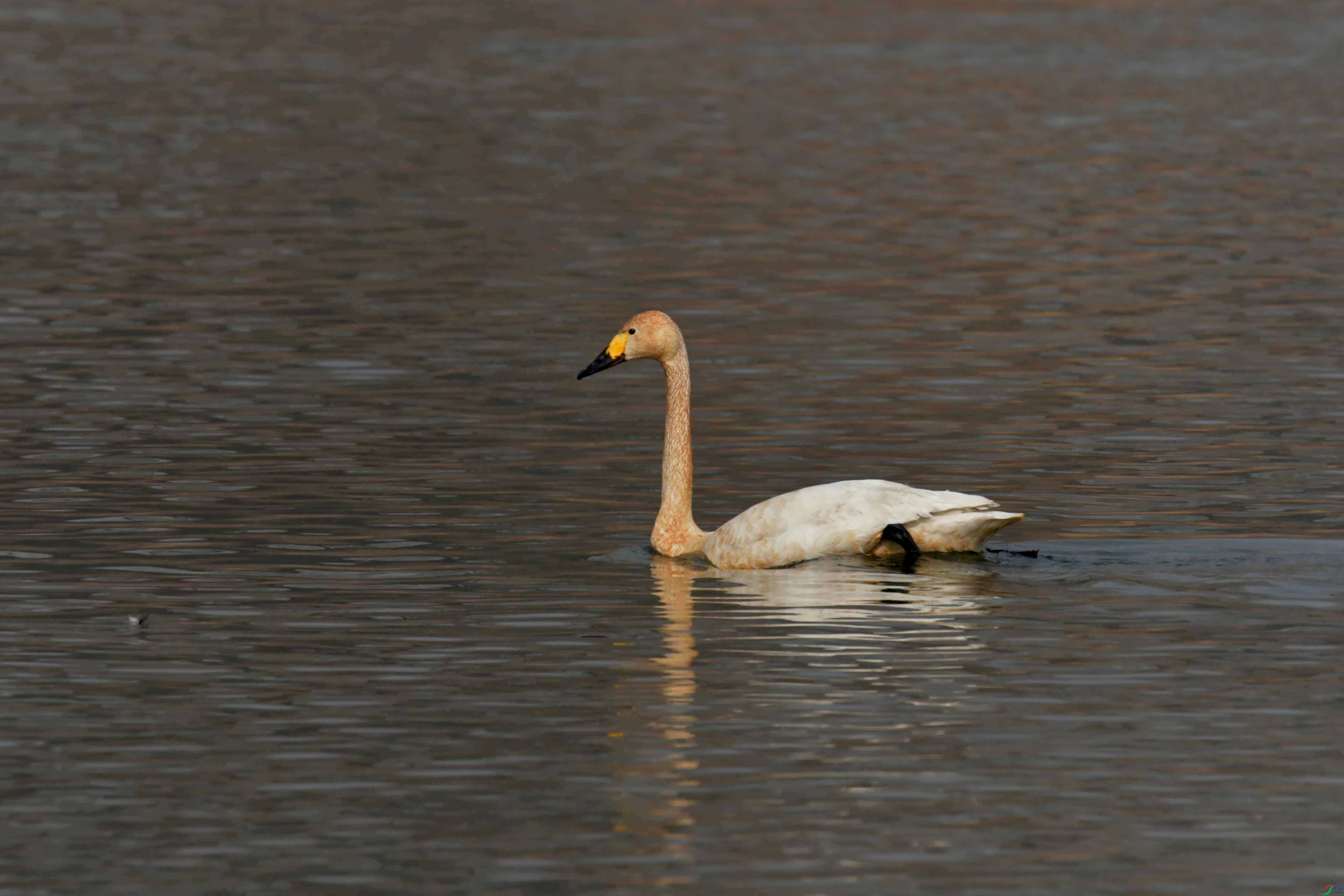 DSC_2505.JPG