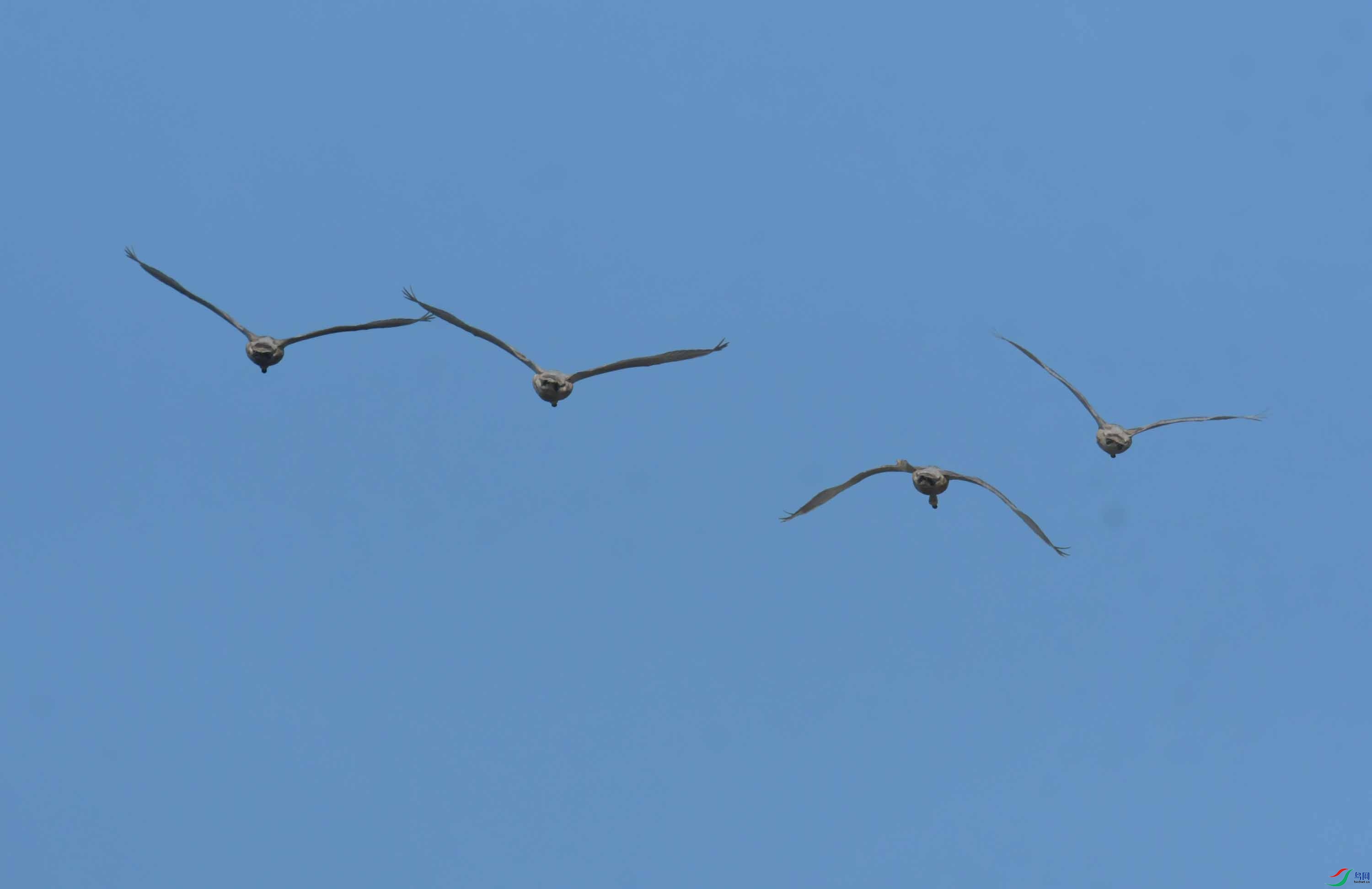 DSC_4009.JPG