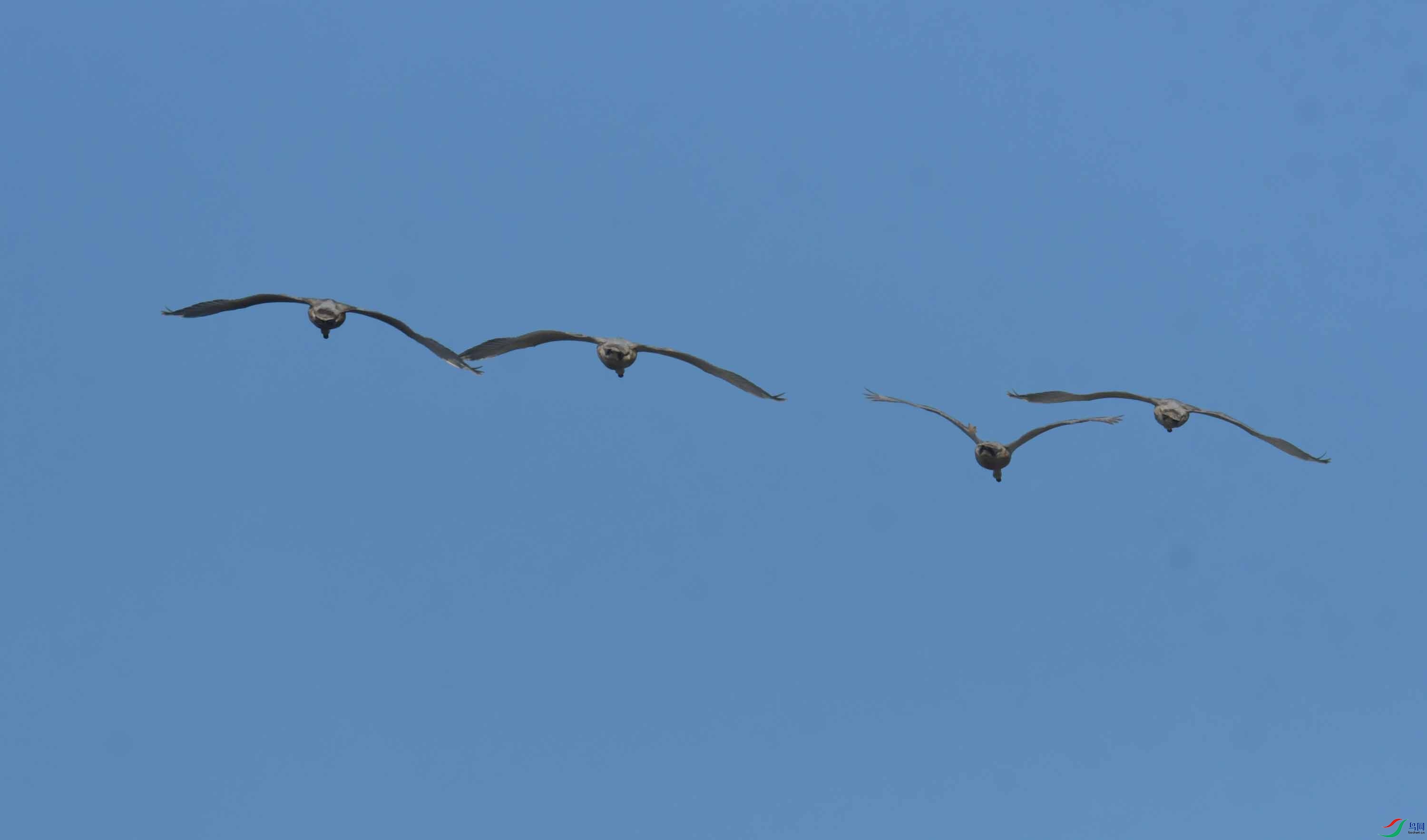DSC_4010.JPG