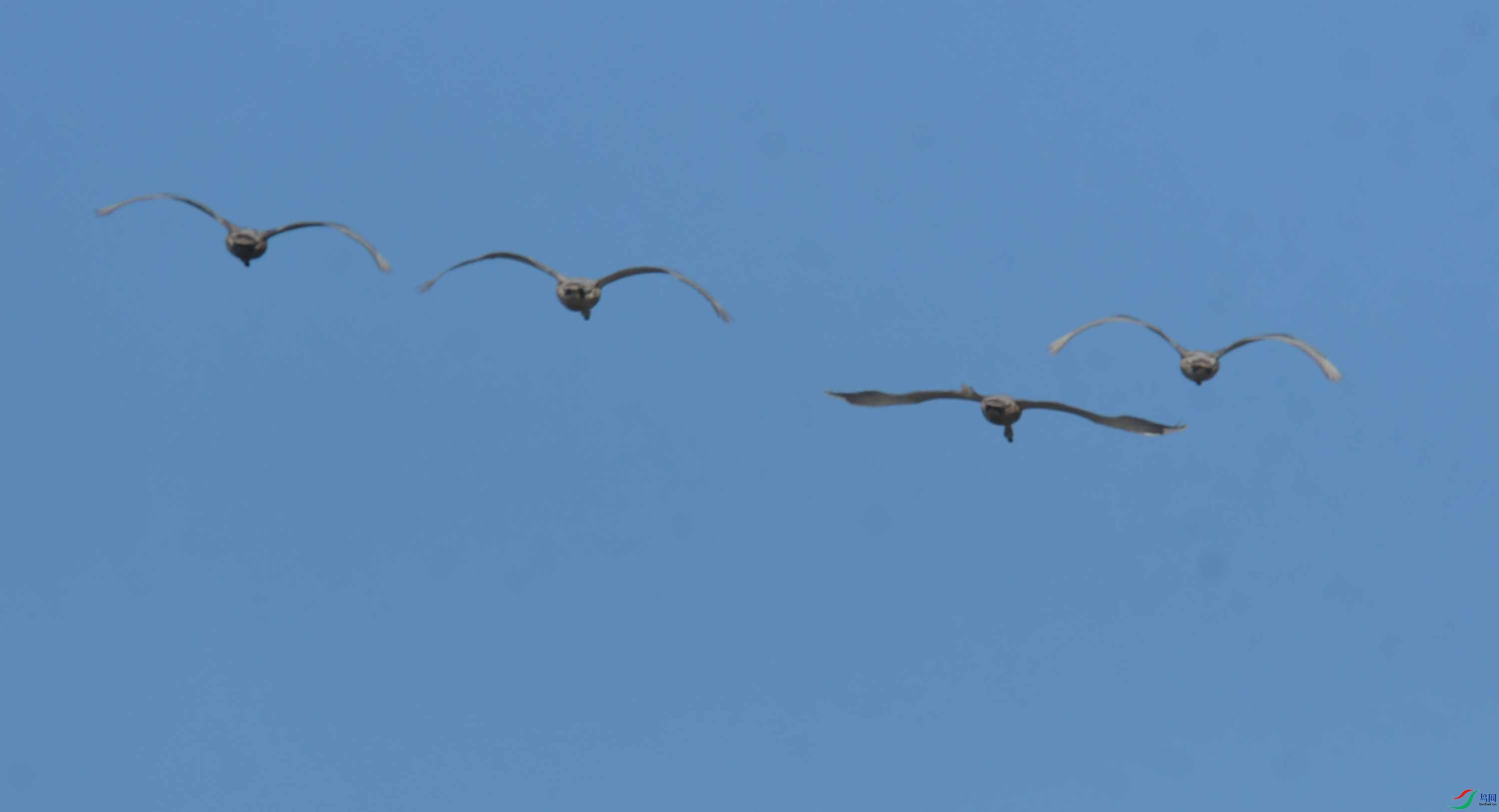 DSC_4011.JPG