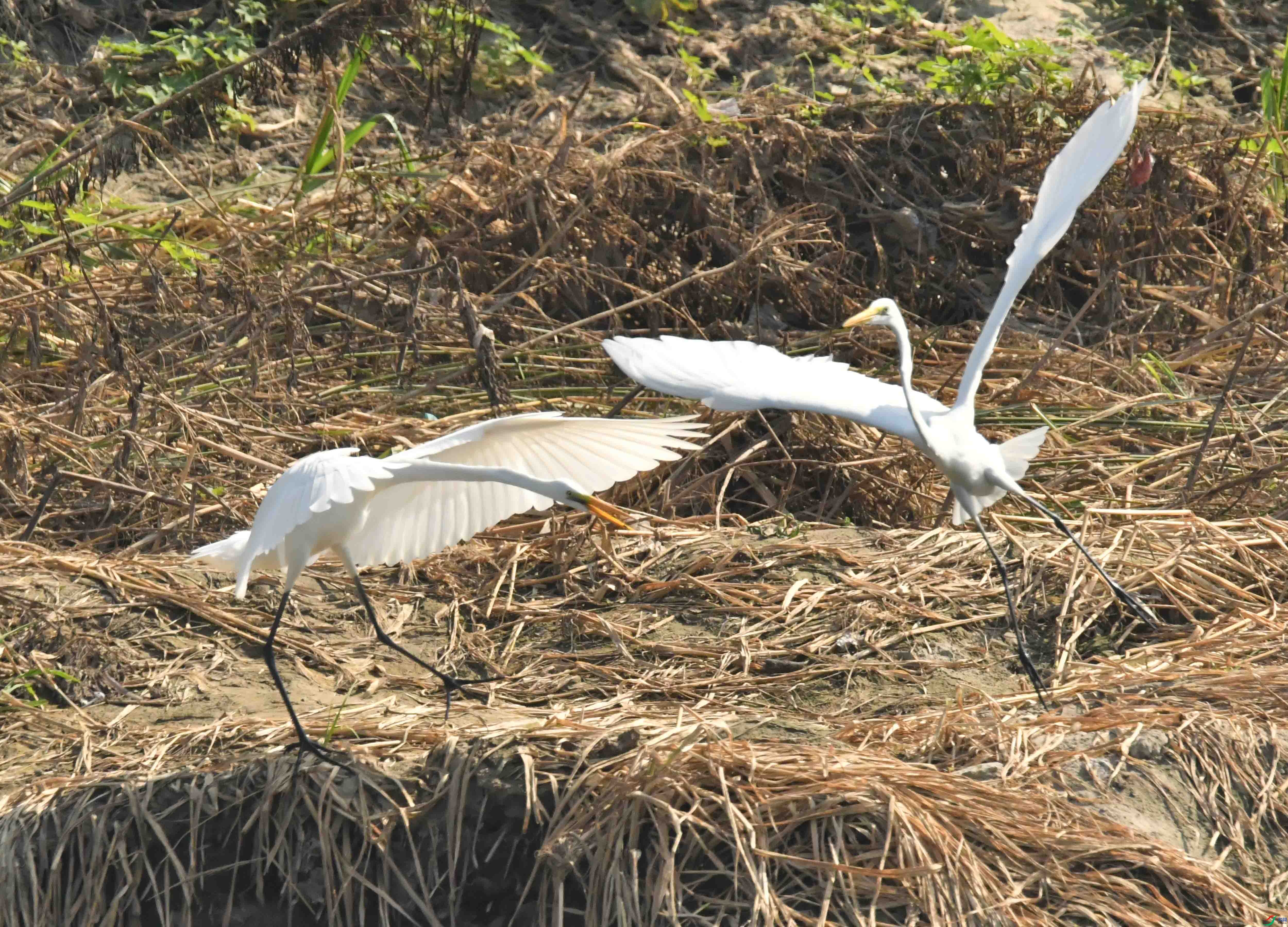 DSC_1756.JPG