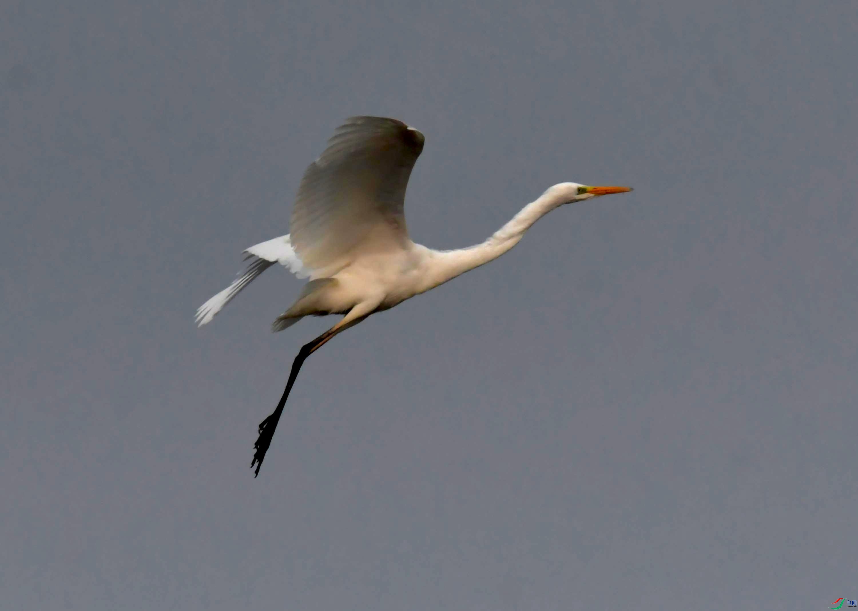 DSC_4225.JPG