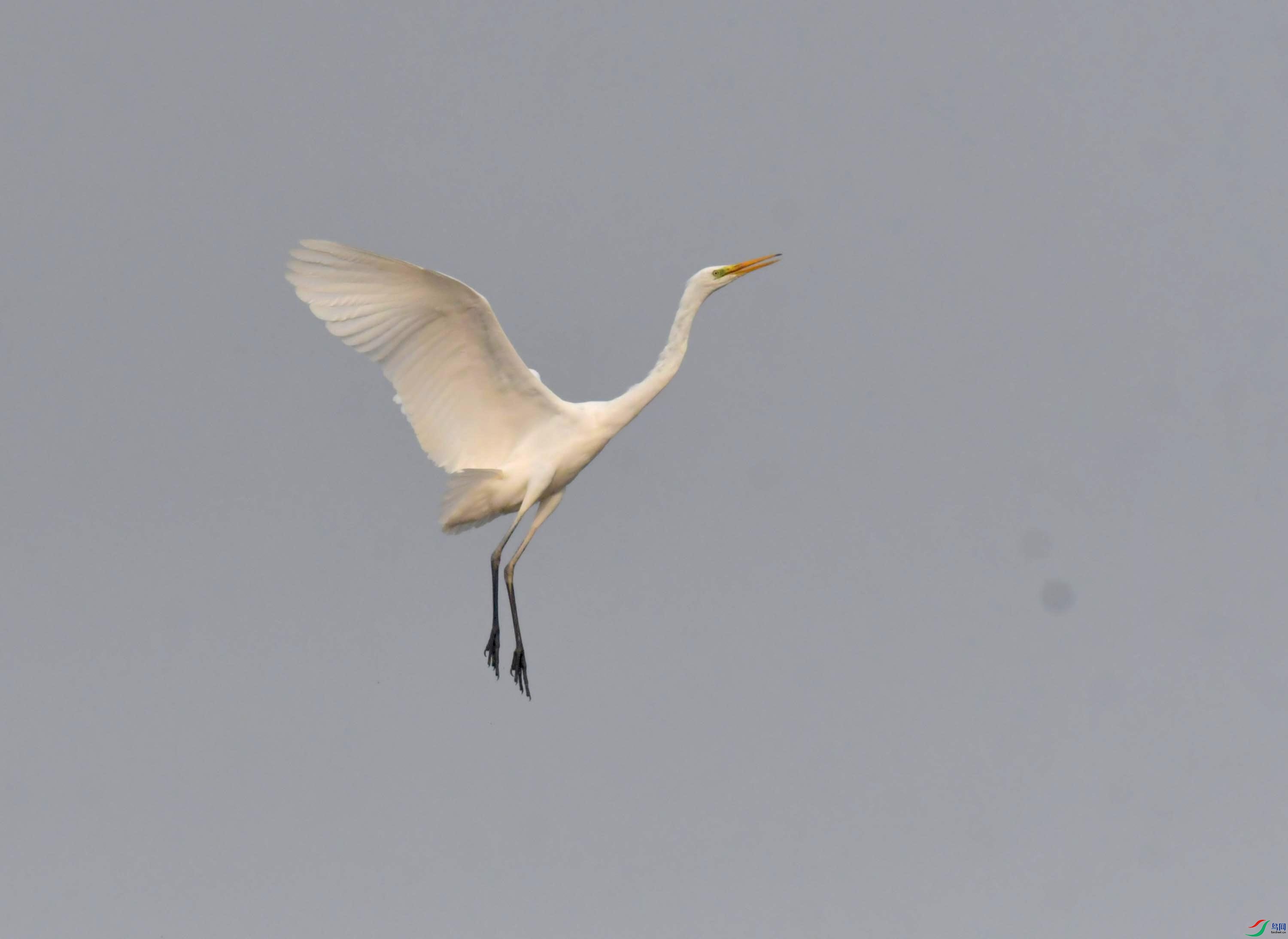 DSC_4262.JPG