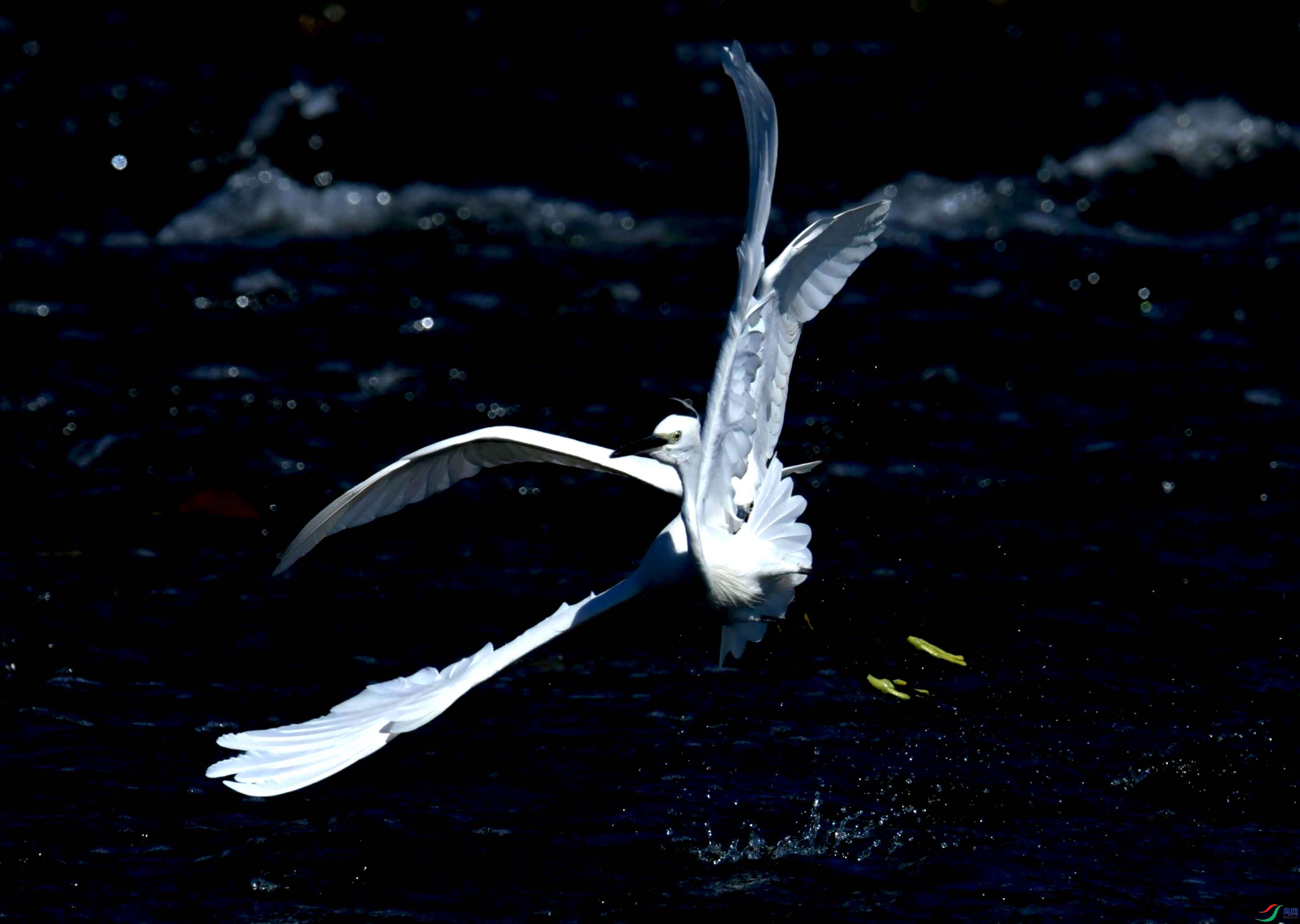 DSC_4305.JPG