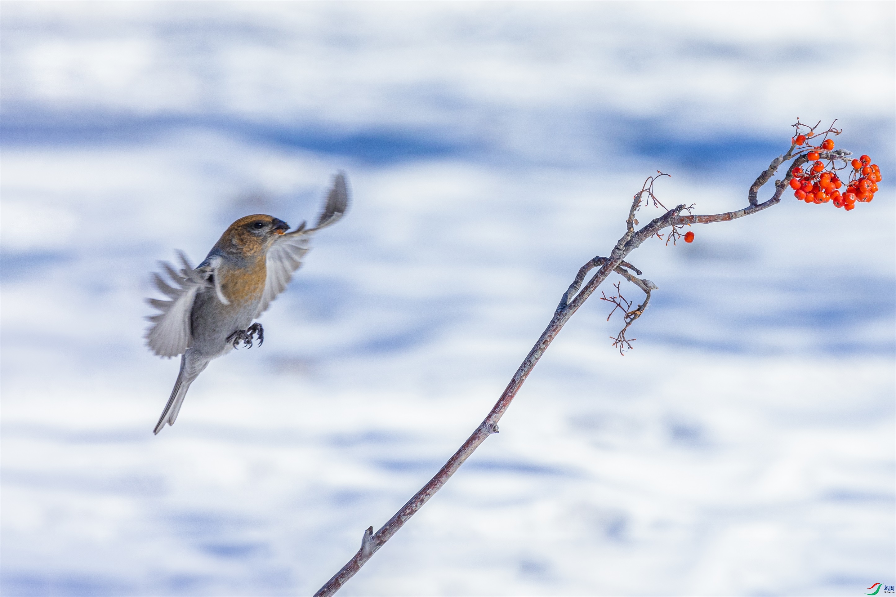 1K3A3924 ����1.jpg