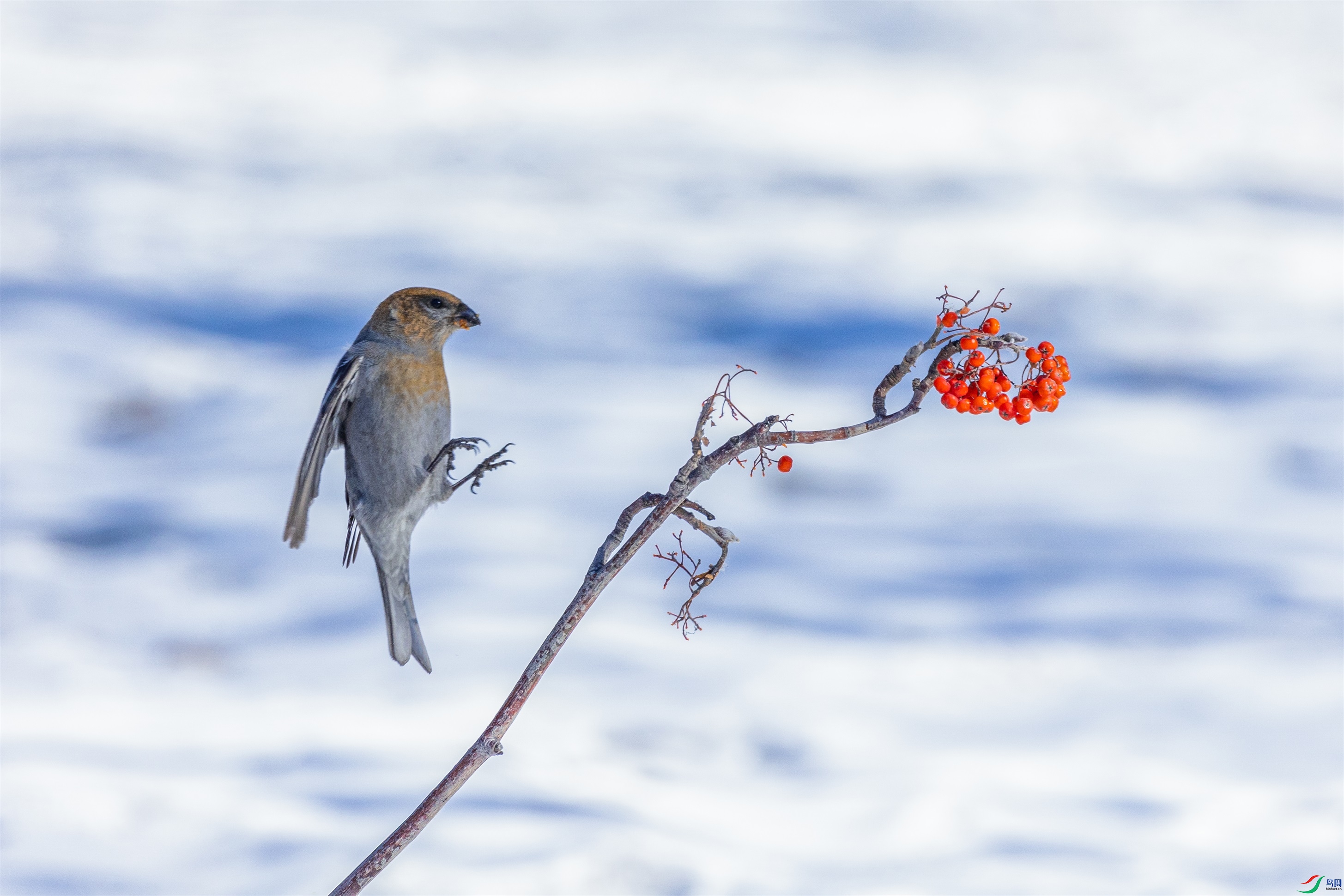 1K3A3926 ����1.jpg