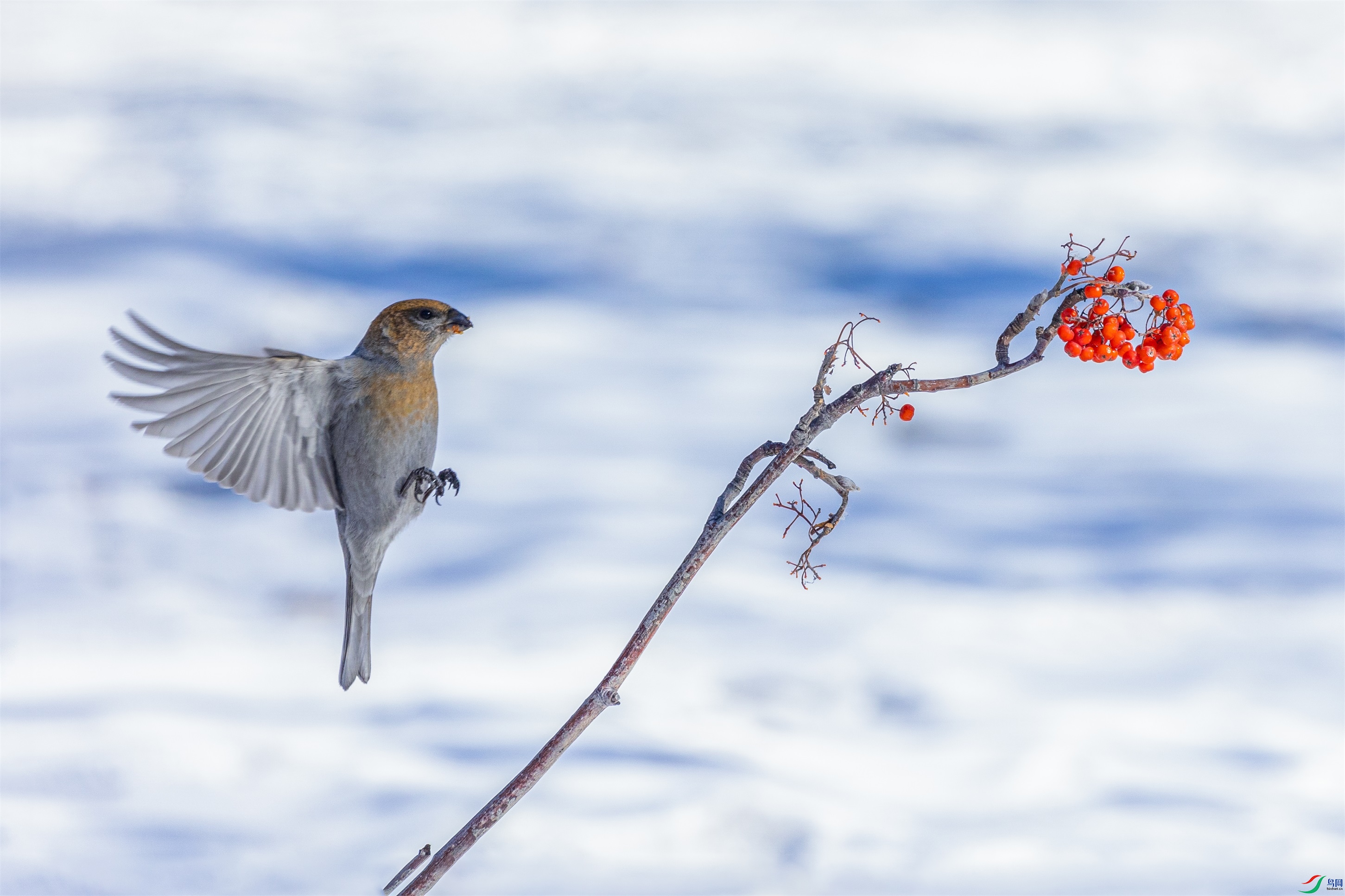 1K3A3925 ����1.jpg