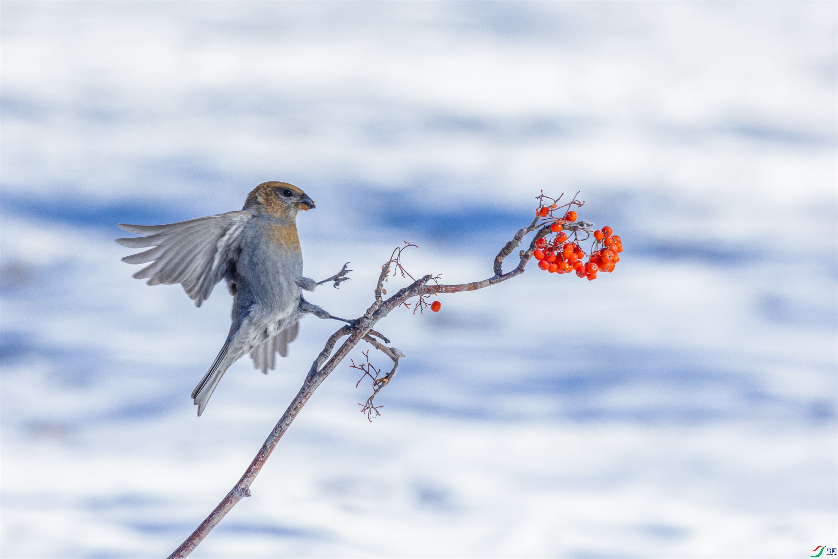 1K3A3927 ����1.jpg