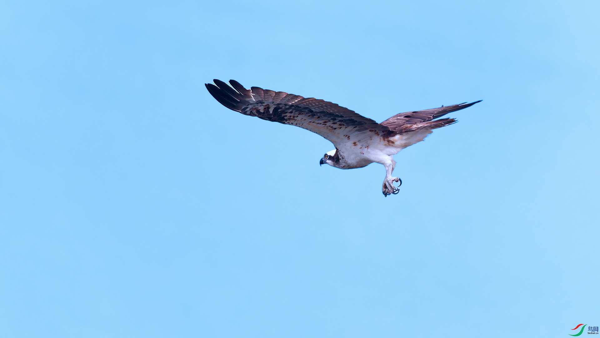 DSC_2121_DxOa.jpg