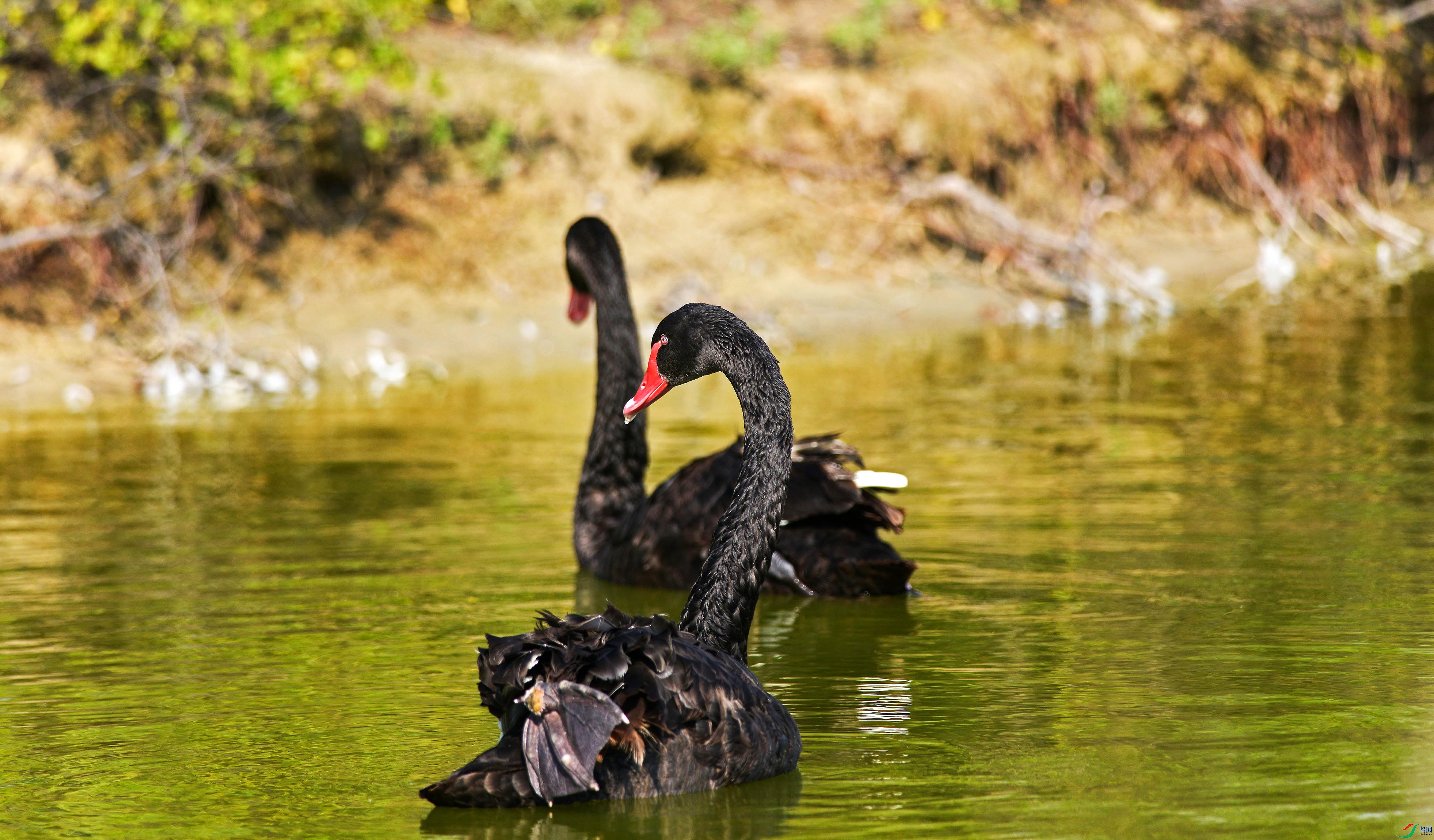 DSC_0099.jpg
