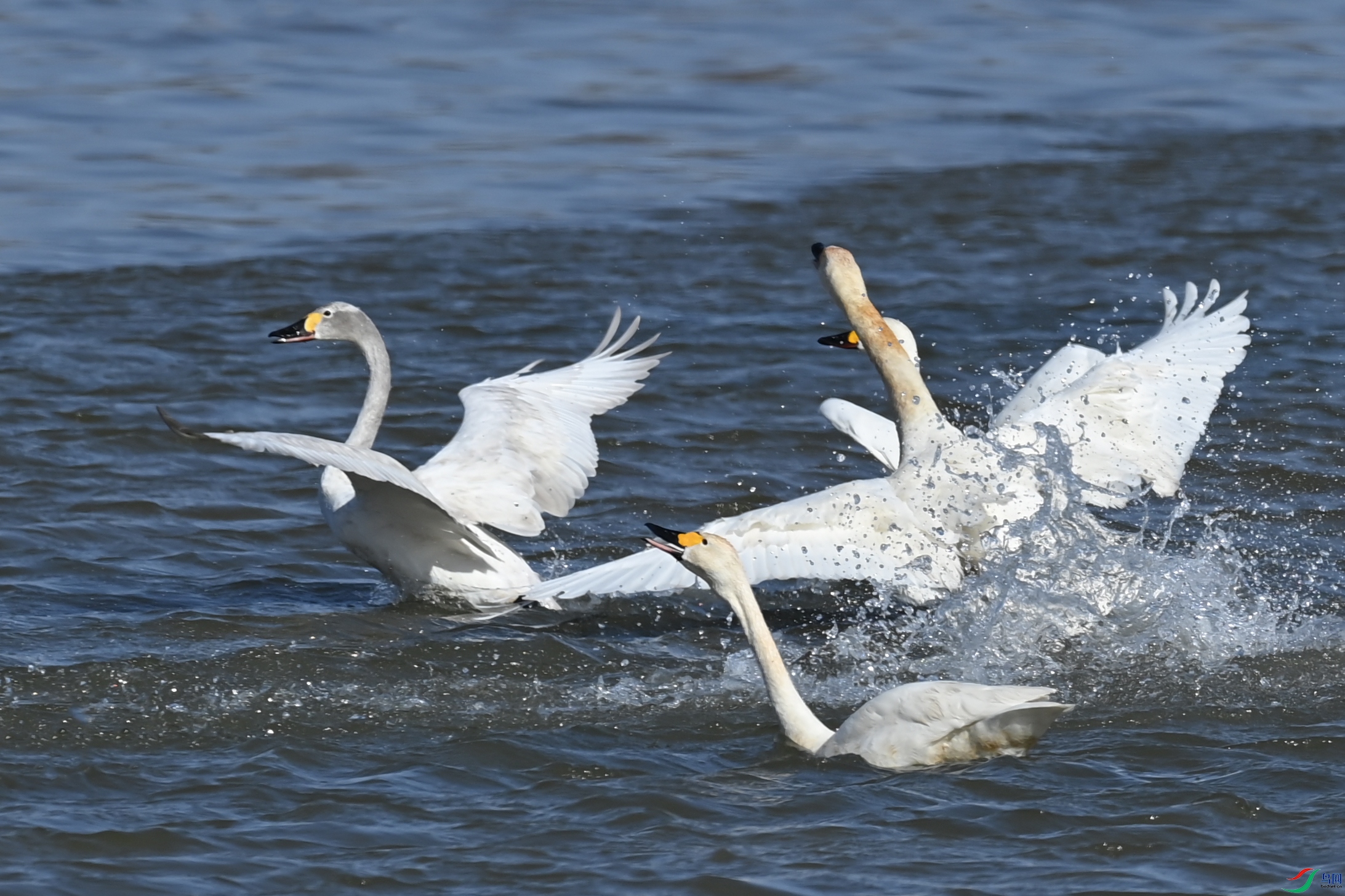 DSC_9126-.jpg