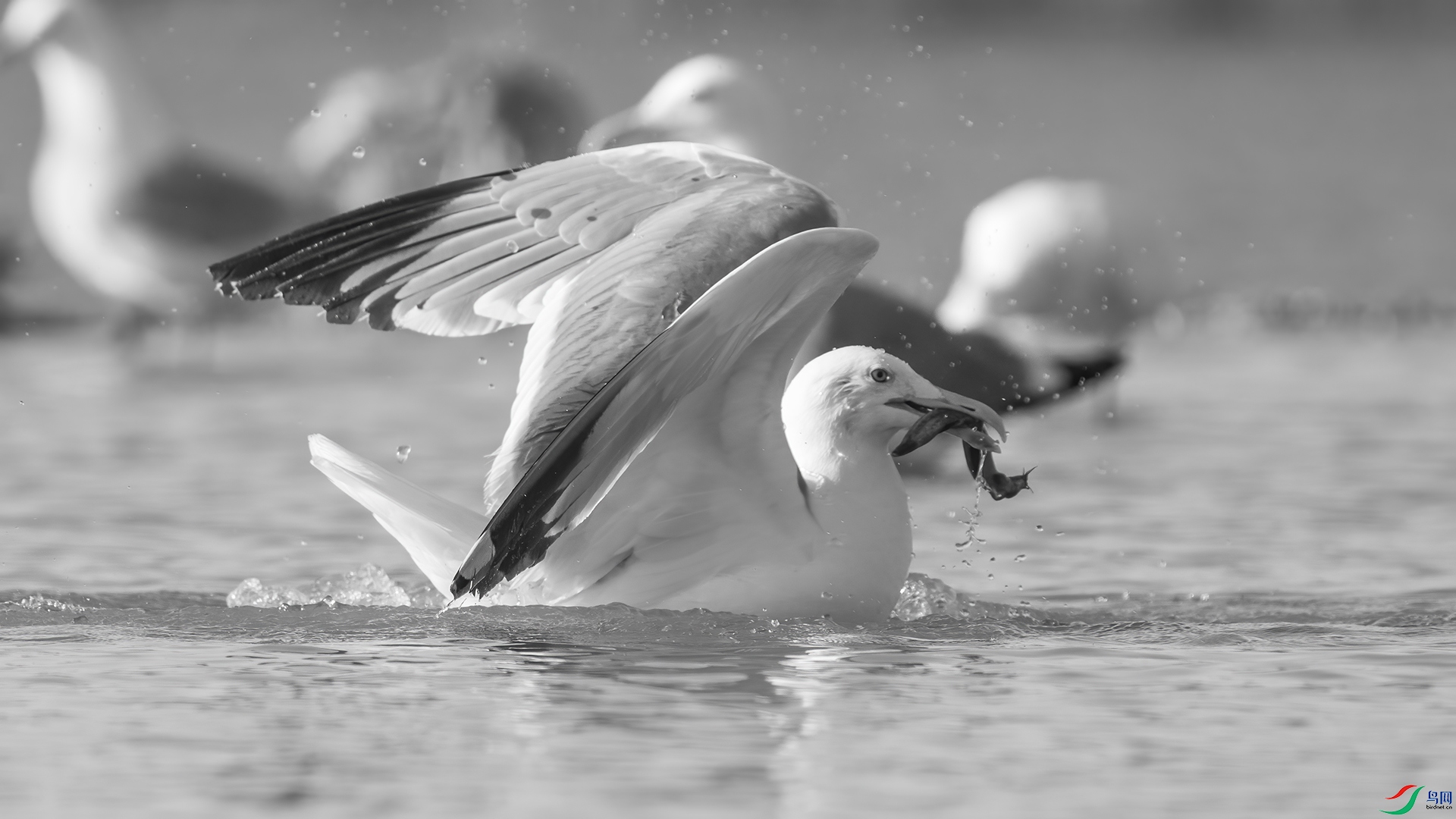 DSC01553 ����.jpg