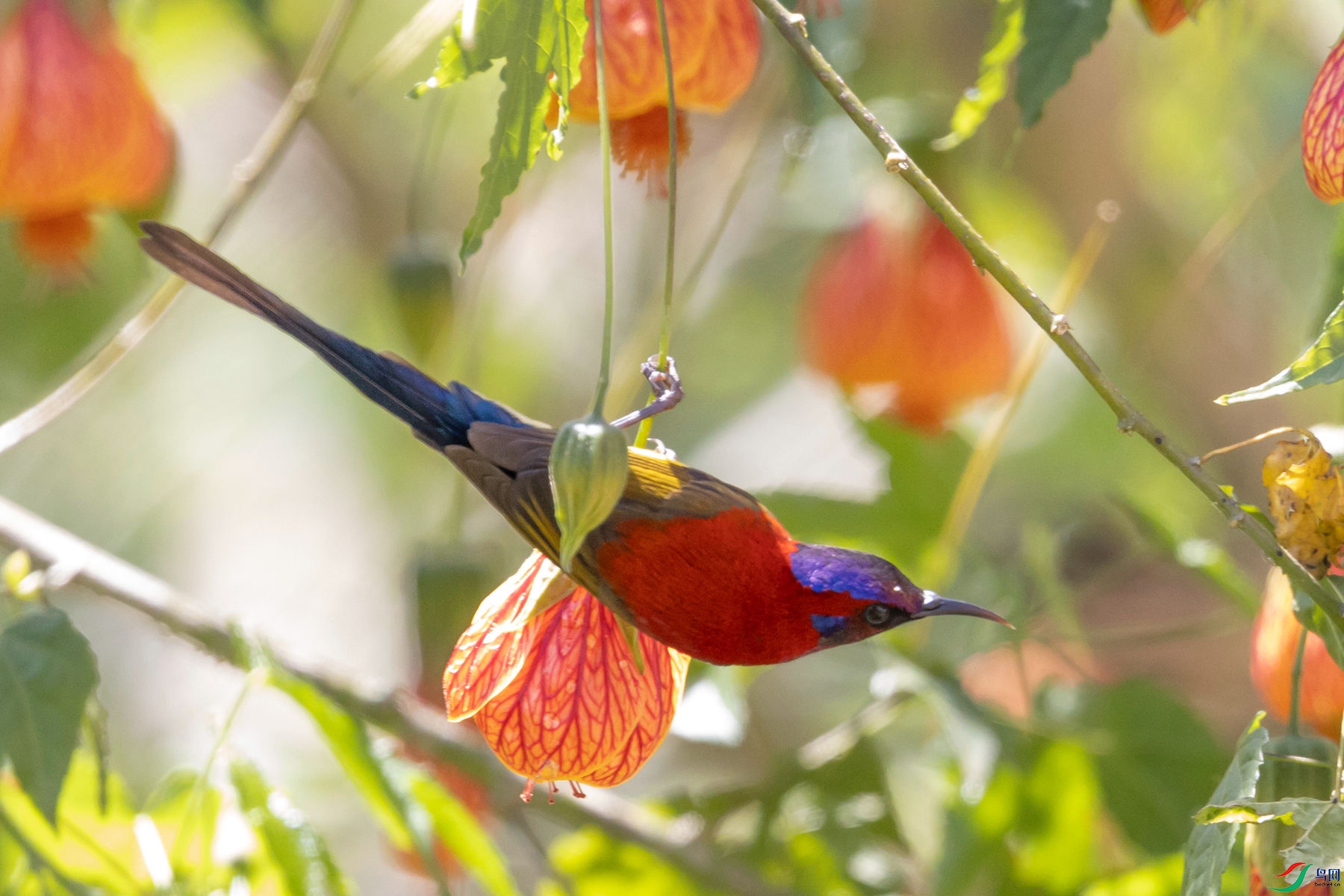 ����̫����