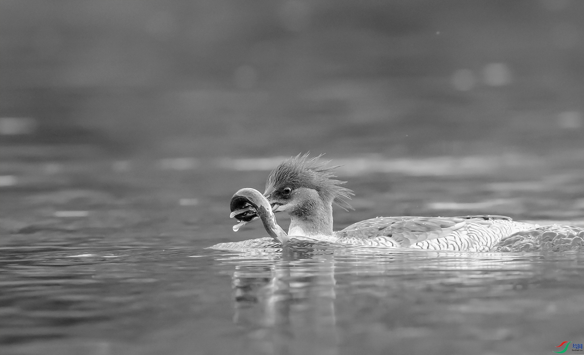 DSC_5421-1 - ����.jpg