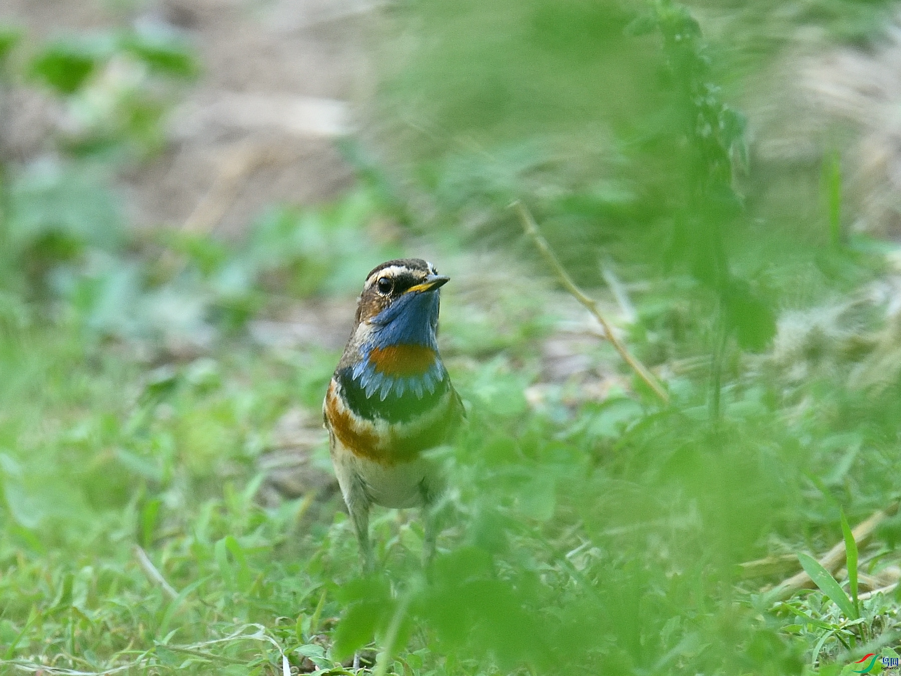 DSC_9727.JPG