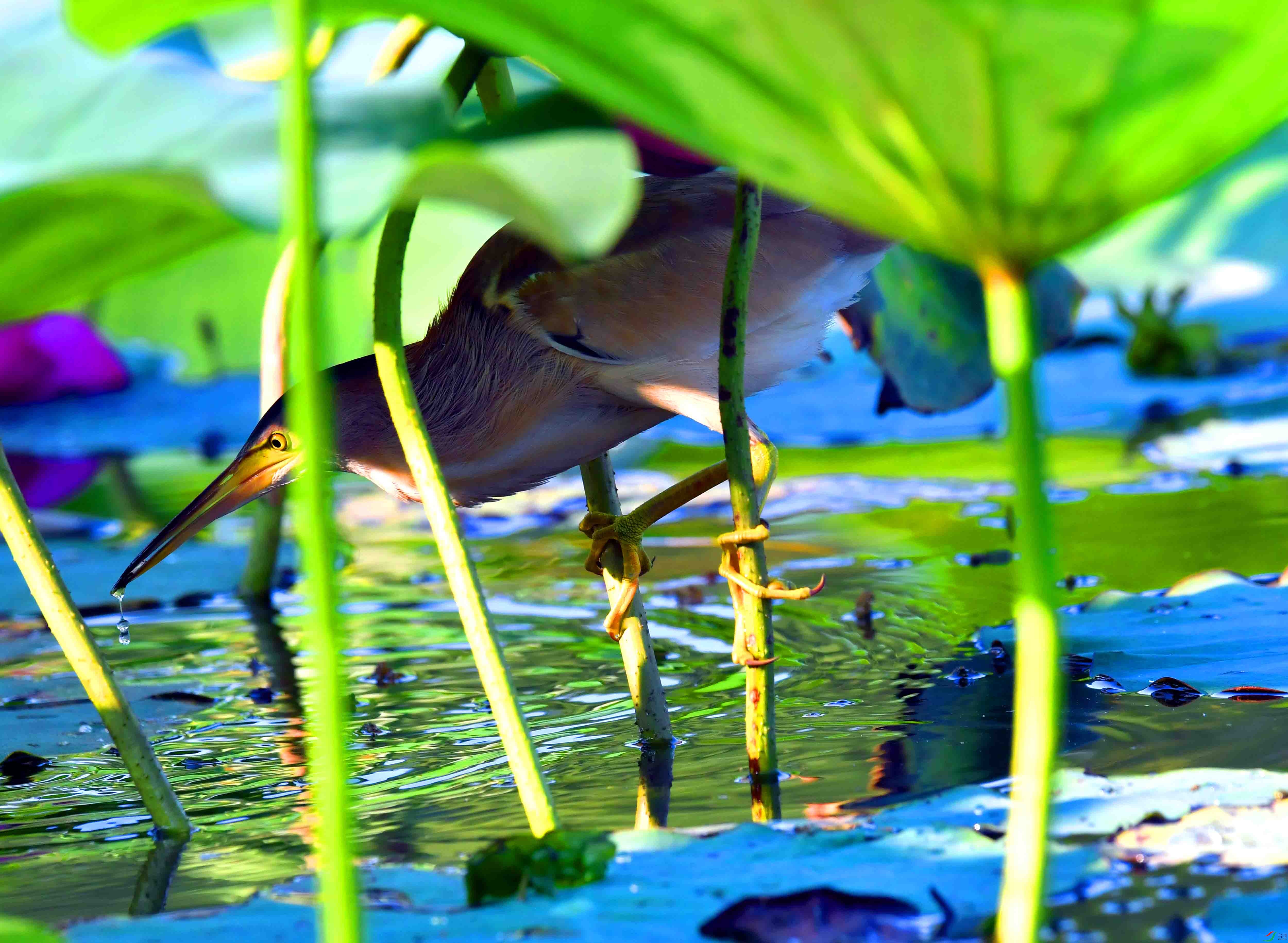 DSC_0006.JPG