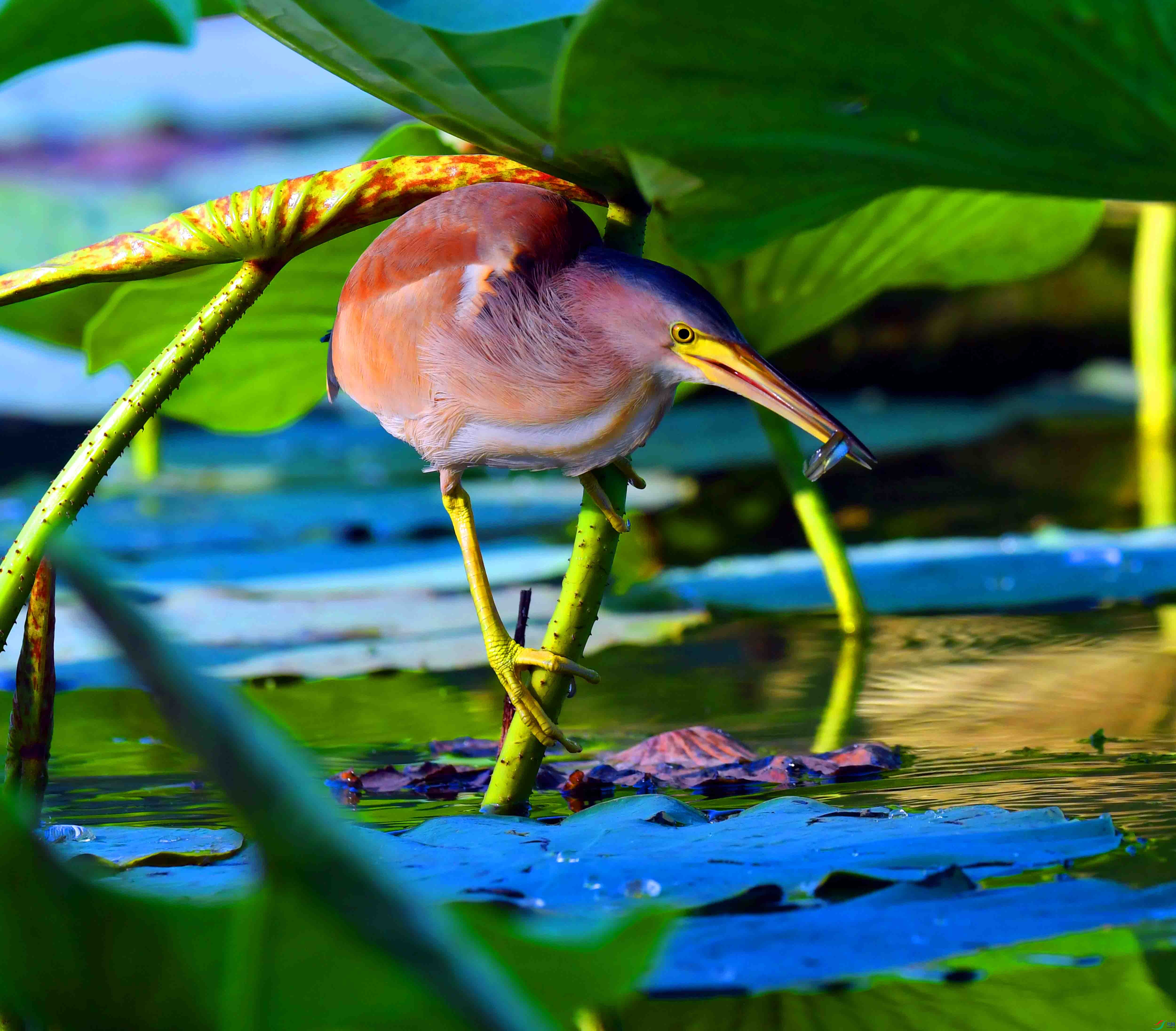 DSC_0048.JPG