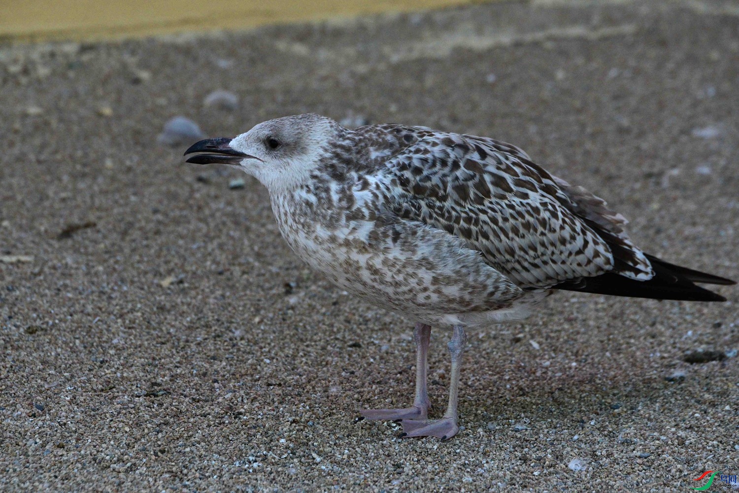 DSC_6575.JPG
