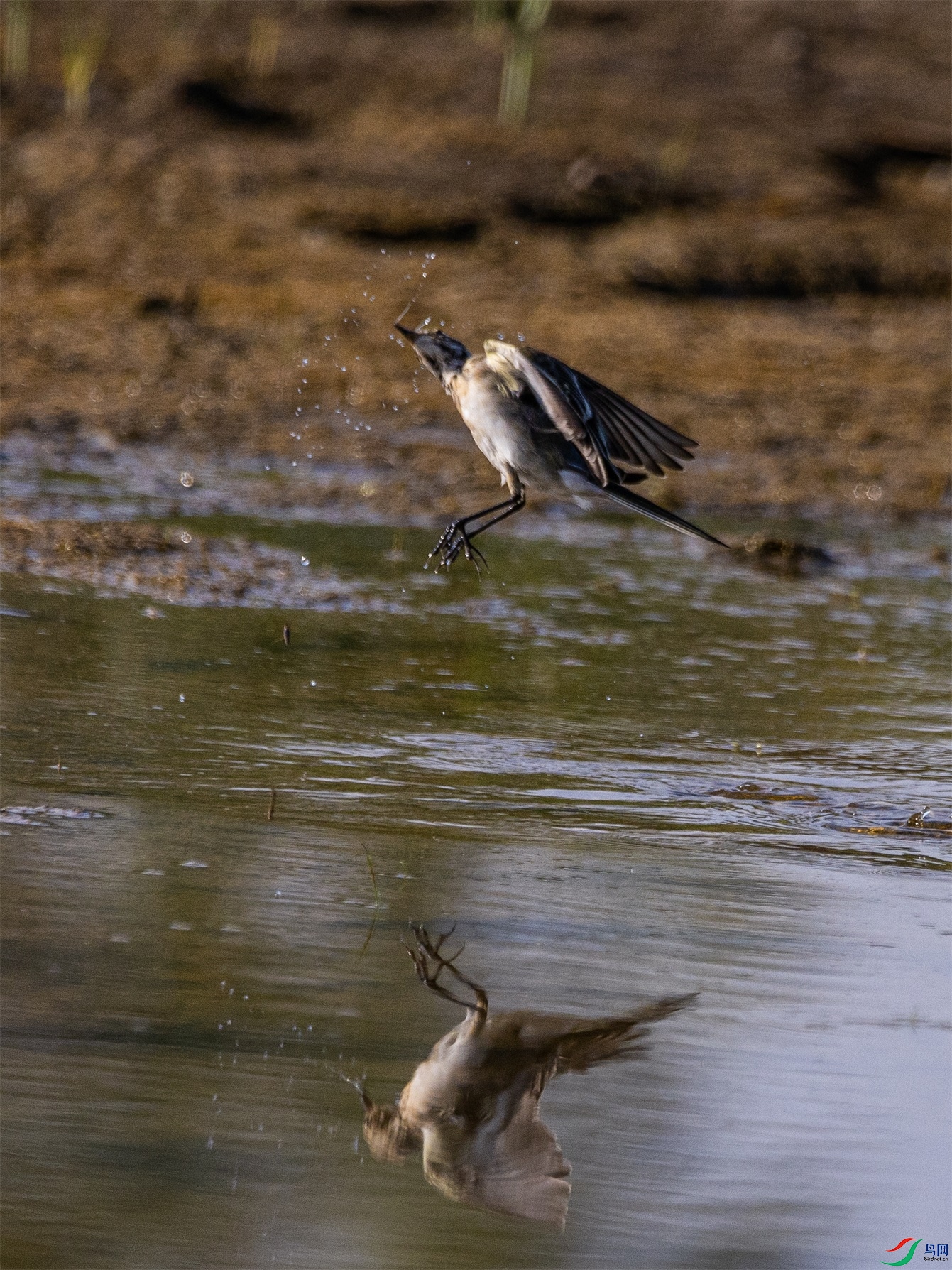 1K3A3442 ����1.jpg