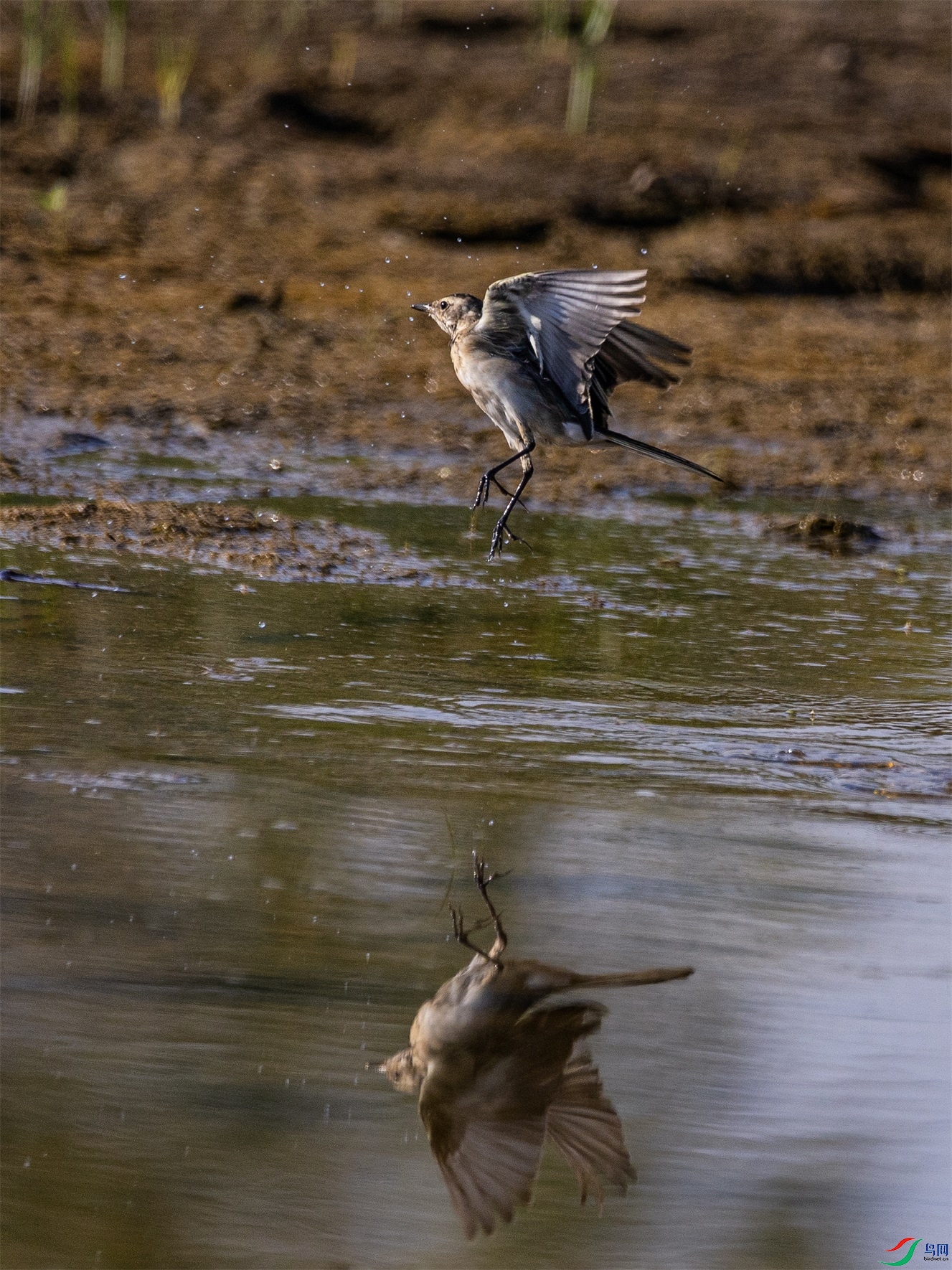 1K3A3443 ����1.jpg