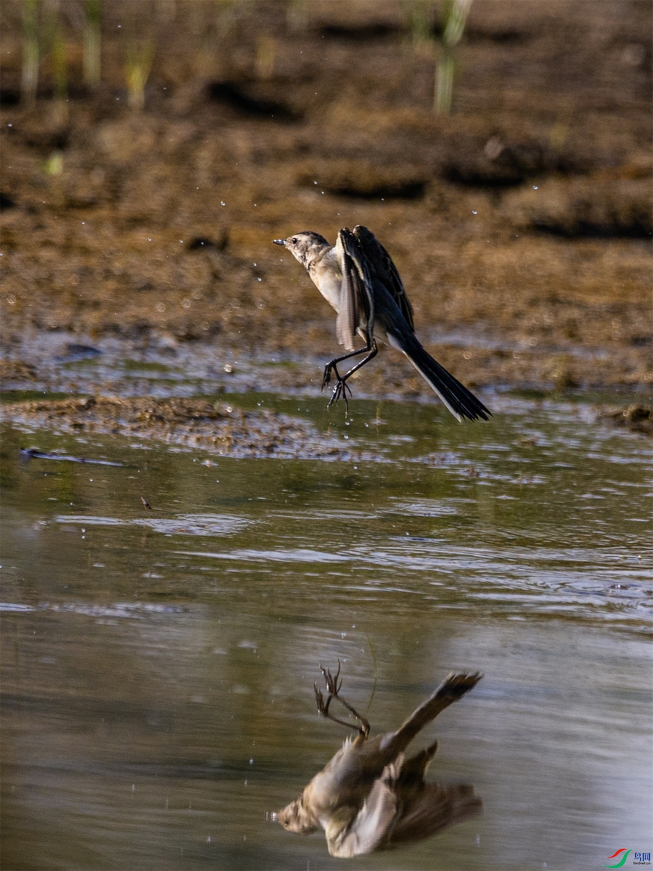 1K3A3444 ����1.jpg