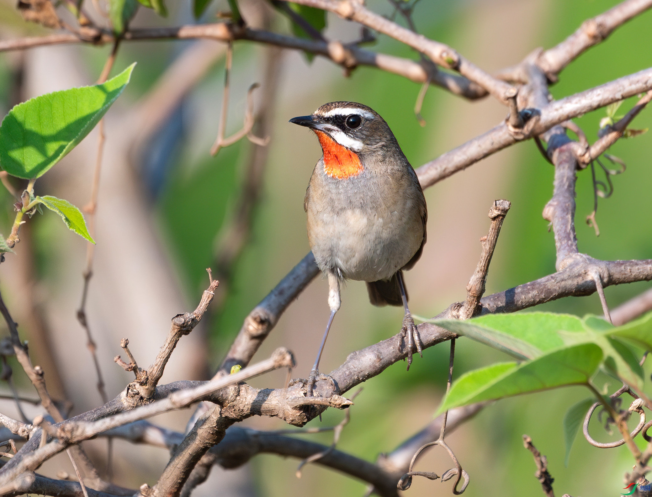 020_9405-����ǿ-NR-SharpenAI-Softness (1).jpeg