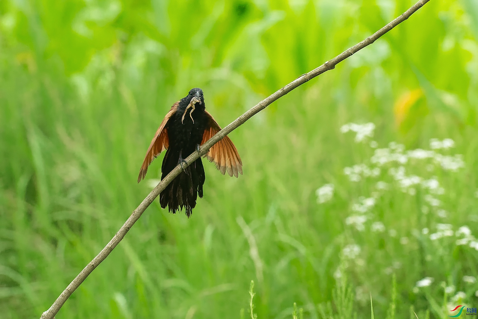 DSC_4910_DxOa.jpg