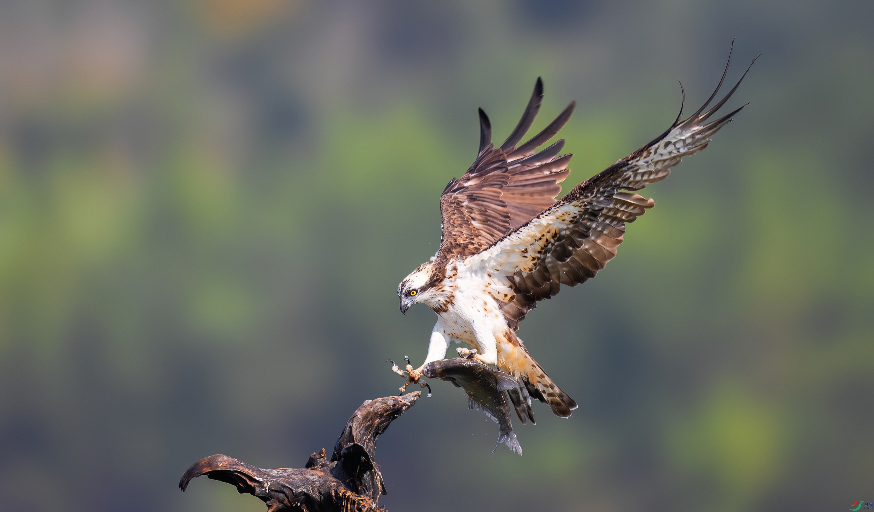 _X0A3273-topaz-denoise.jpg