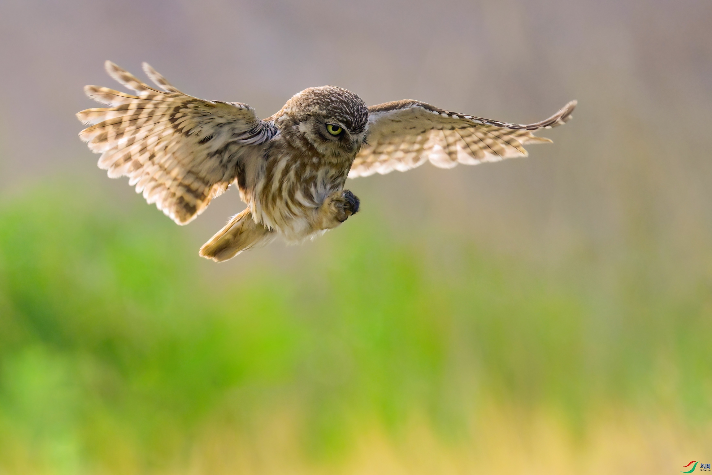 _DSC5851x.jpg