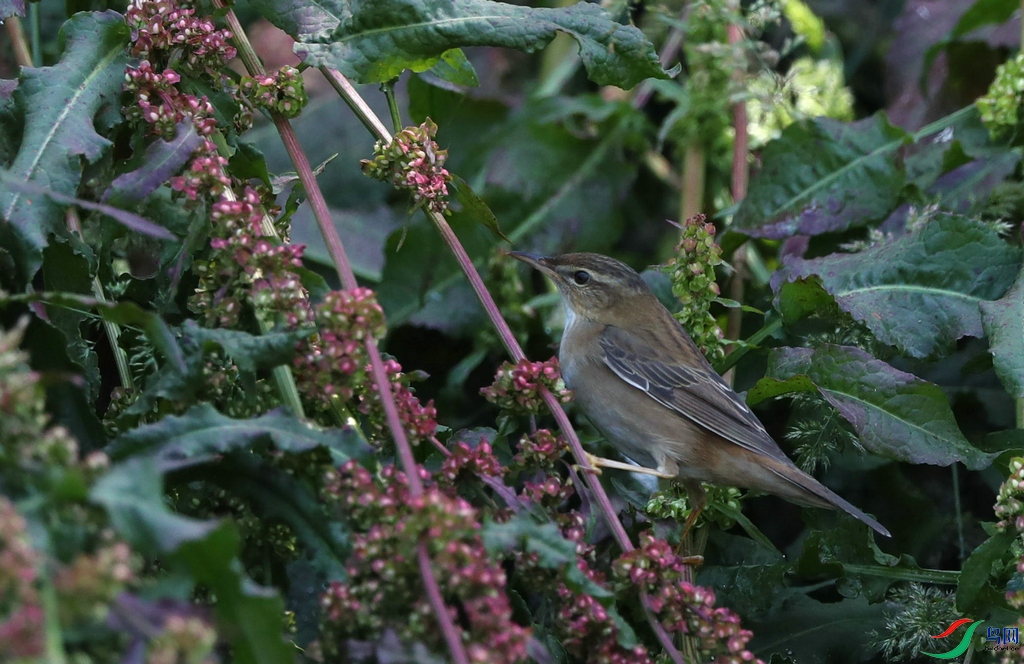 DSC20230603172.jpg