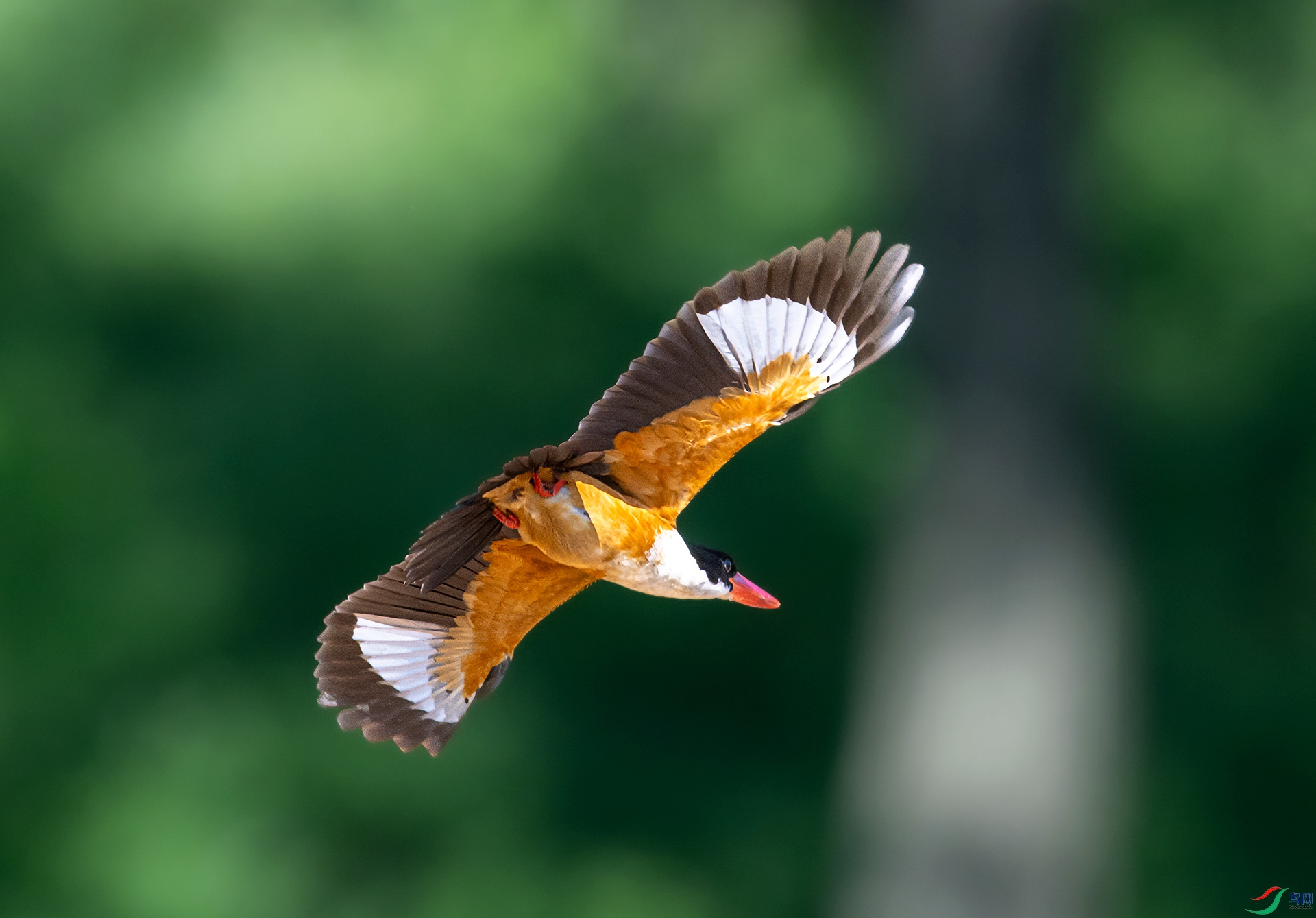 DSC_6583-1.jpg