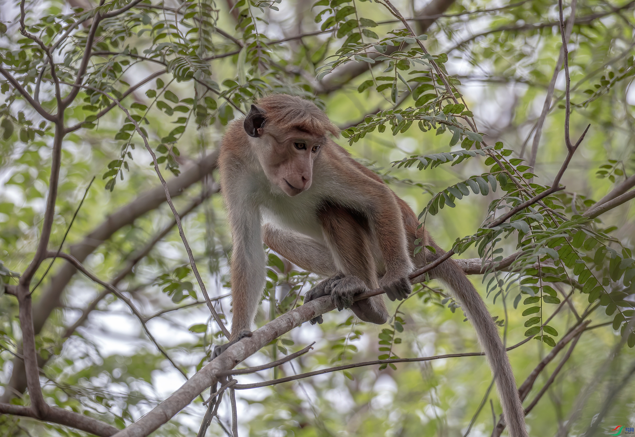 CB0A1277 ����.jpg