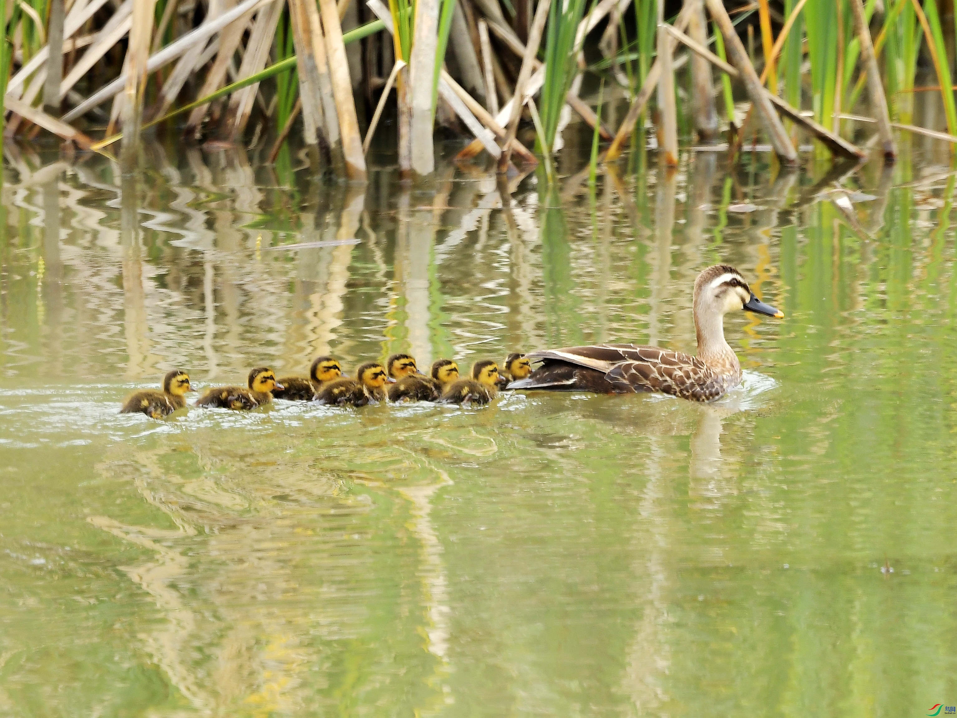 ����Ѽһ��