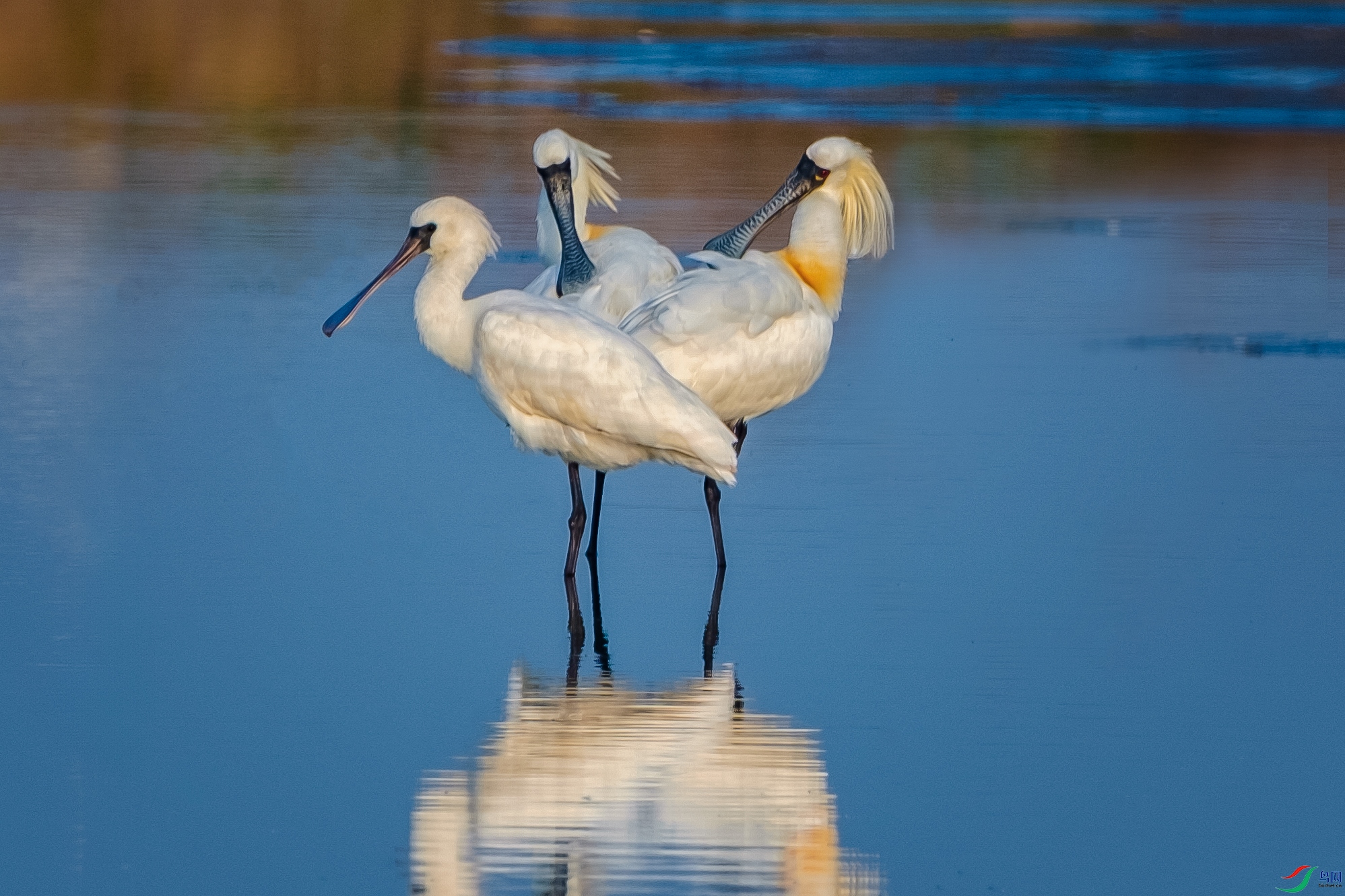 ������������̬