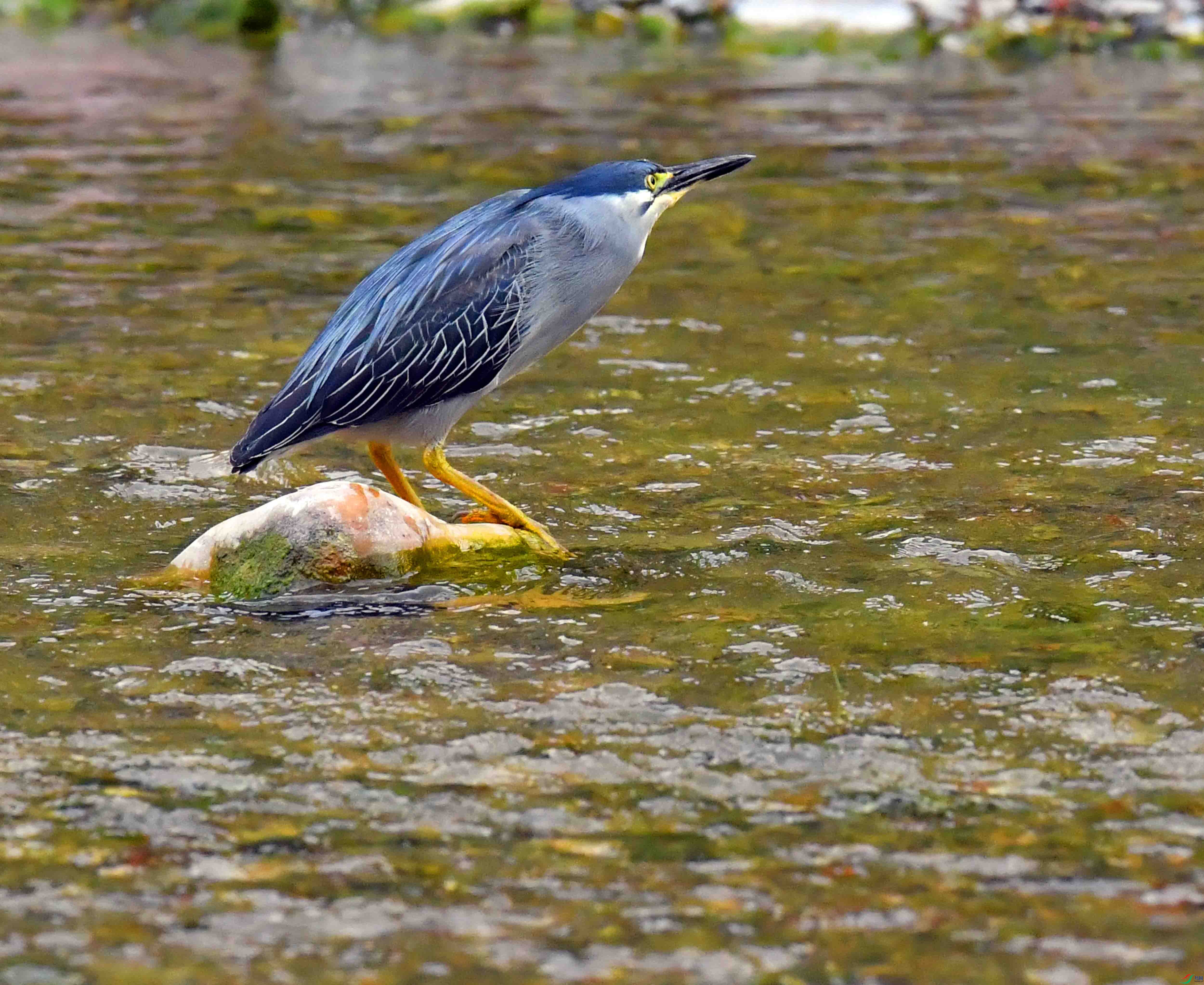 DSC_0461.JPG