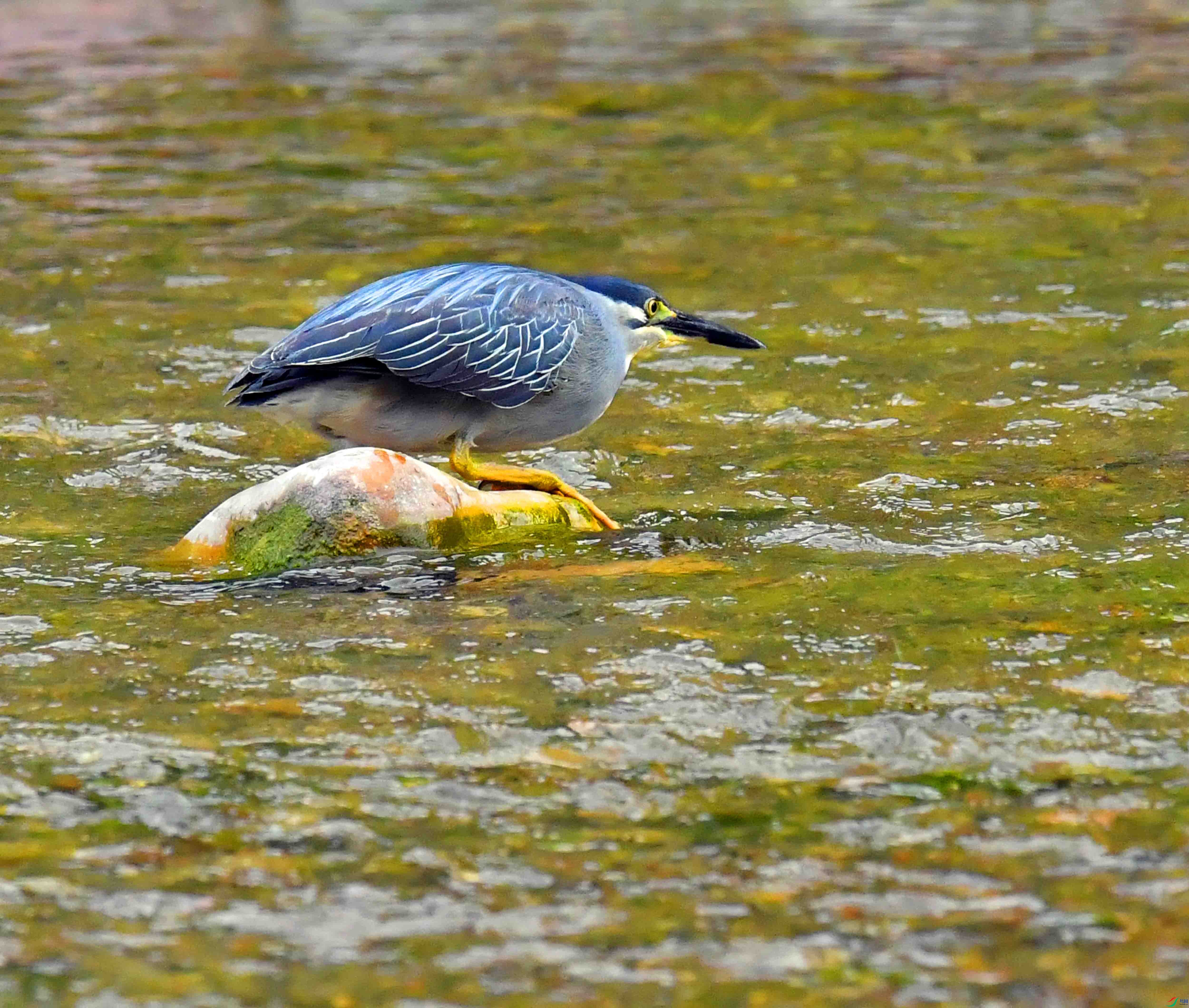 DSC_0468.JPG