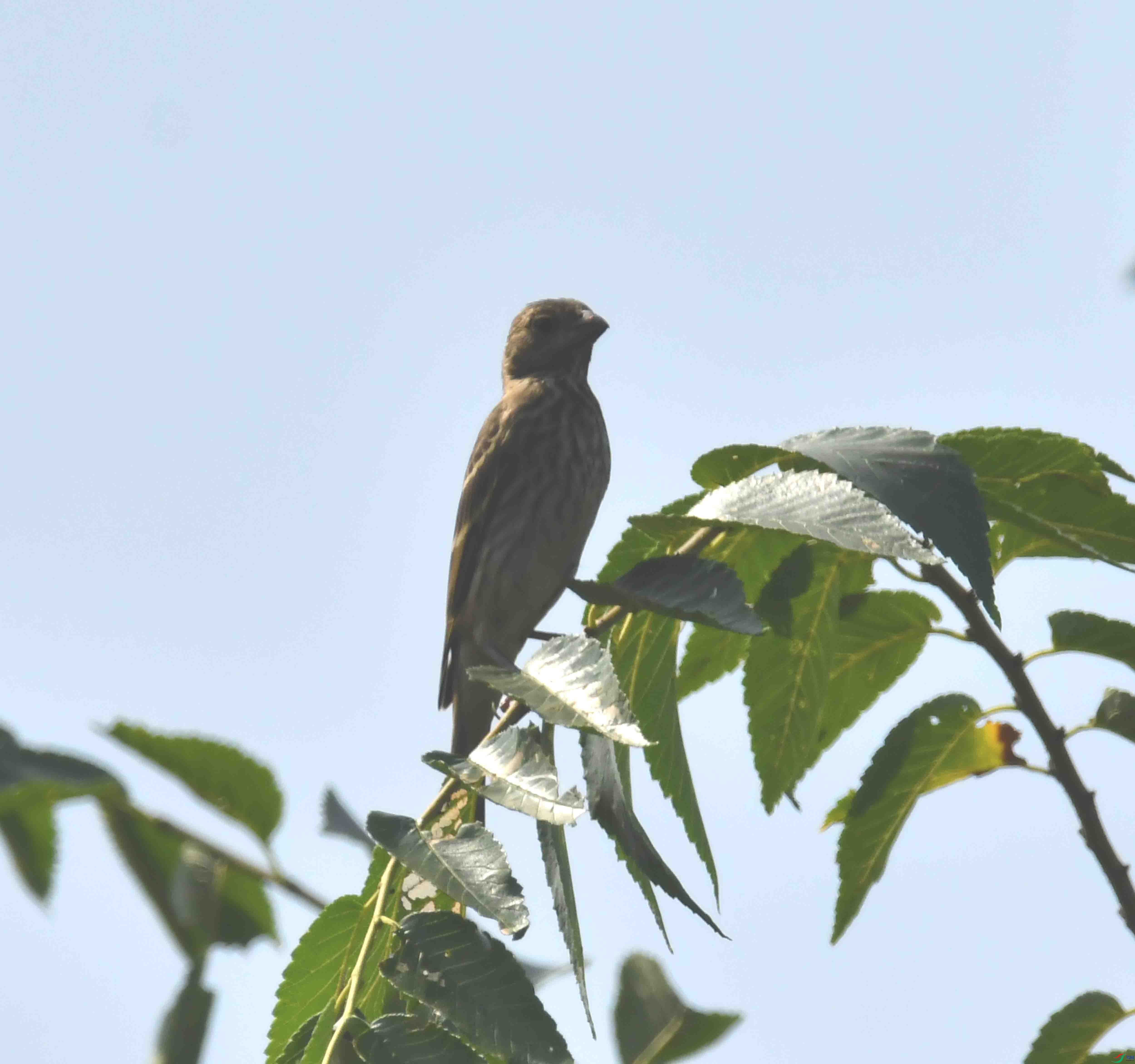 DSC_3222.JPG