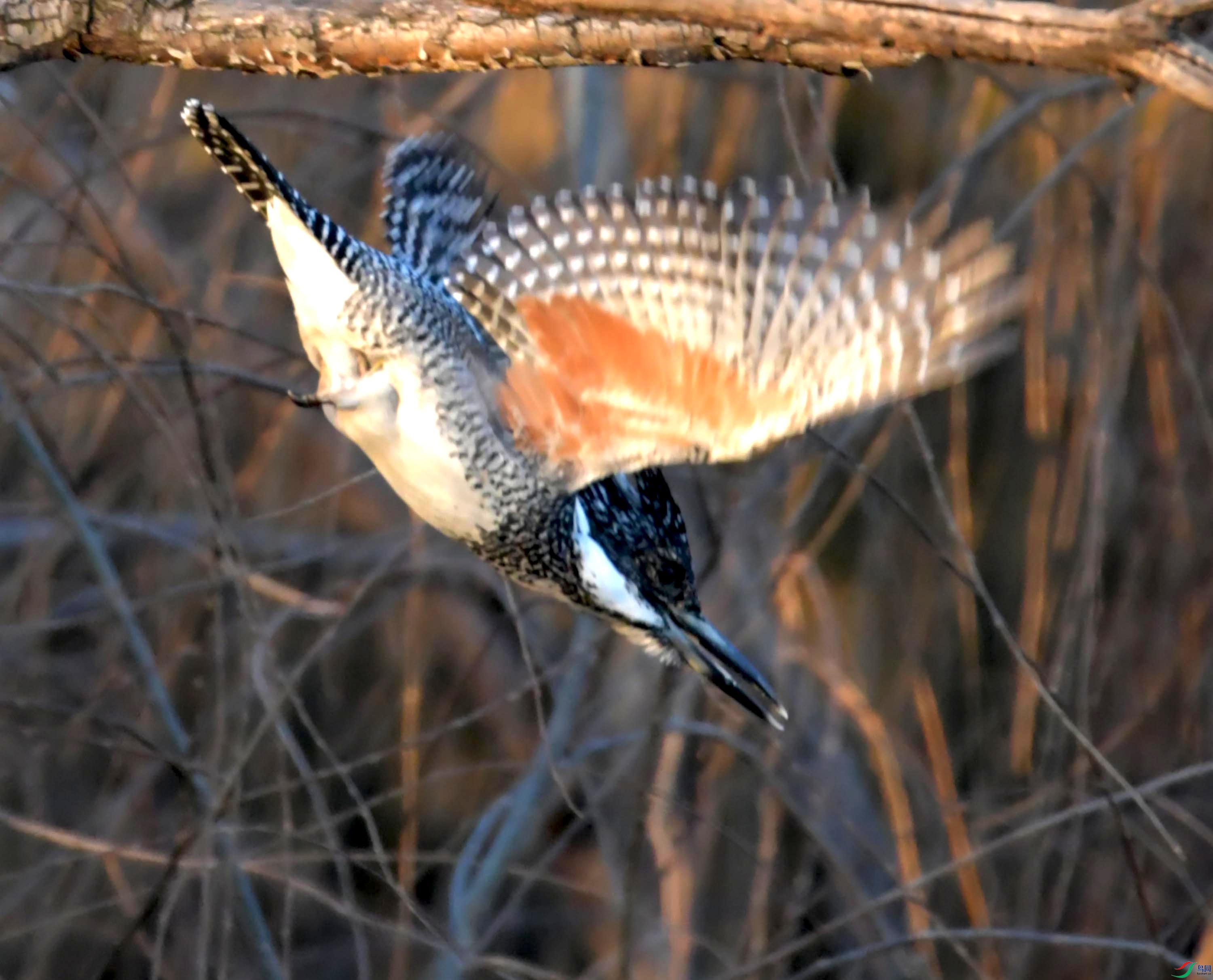 DSC_3495.JPG