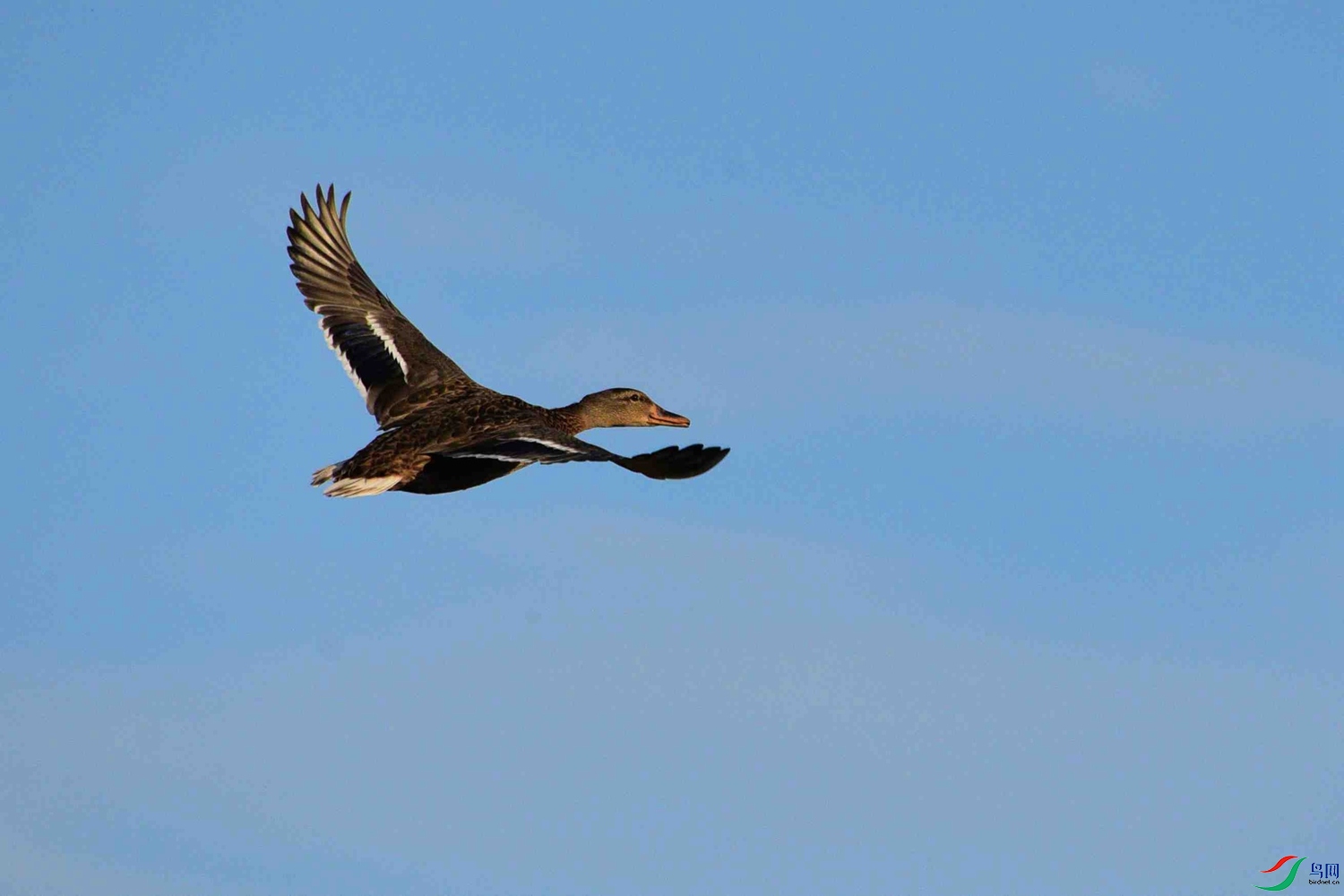 DSC_7077.JPG