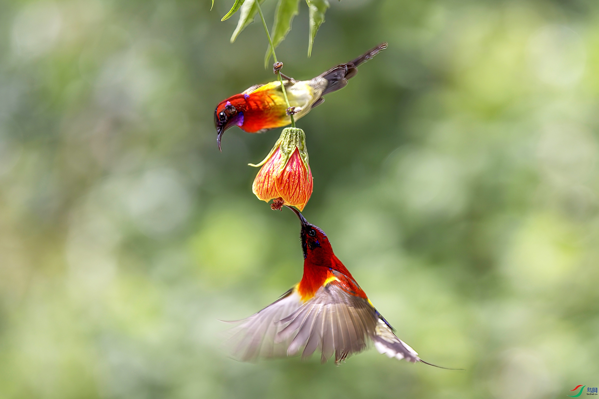 407A2727-Sh----1 .jpg