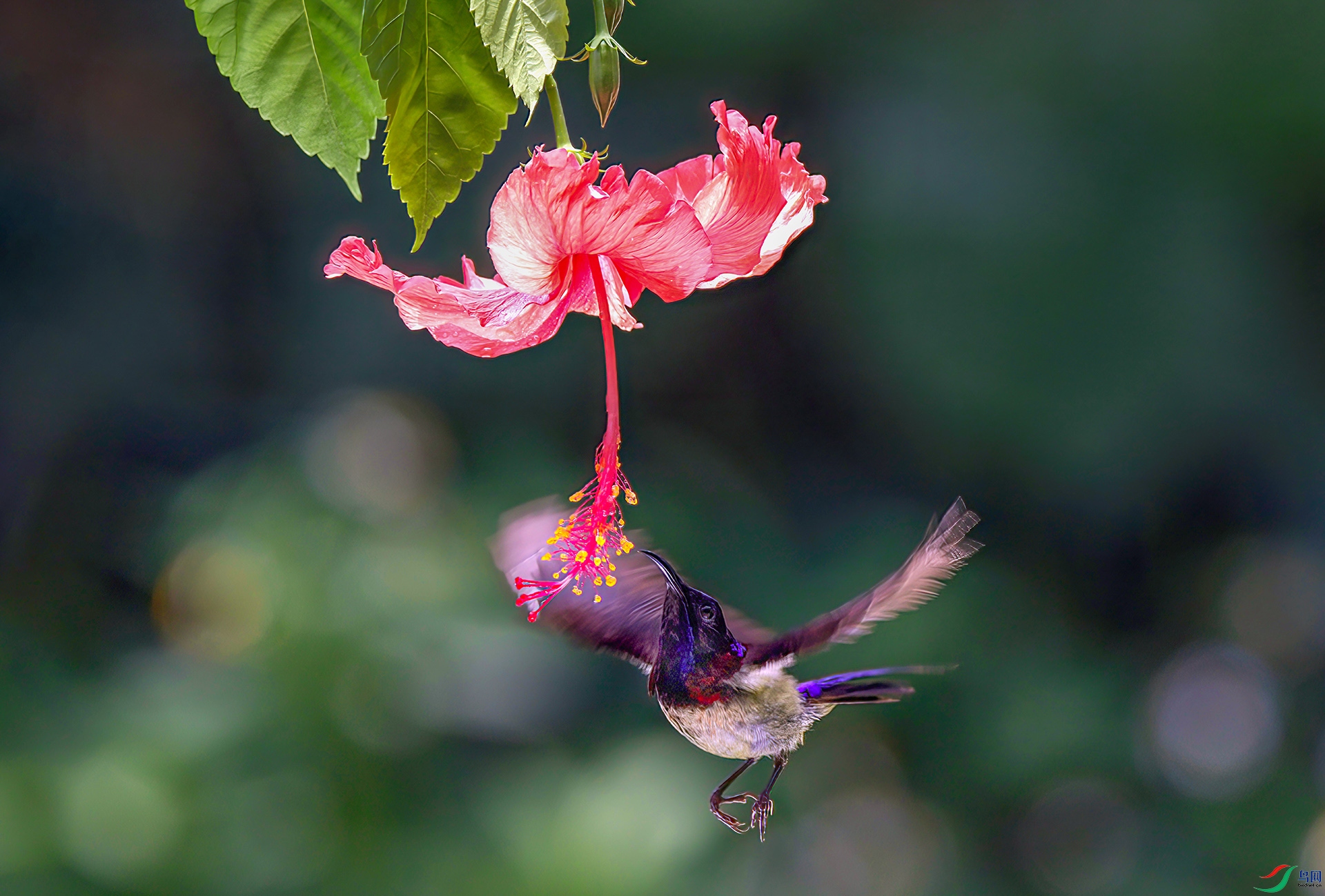 407A3313-Sh----1 .jpg