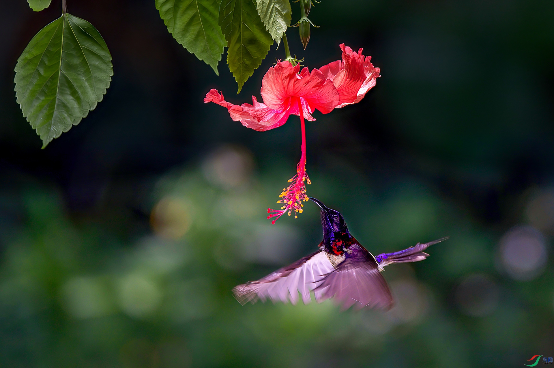 407A3317-Sh-----1 .jpg