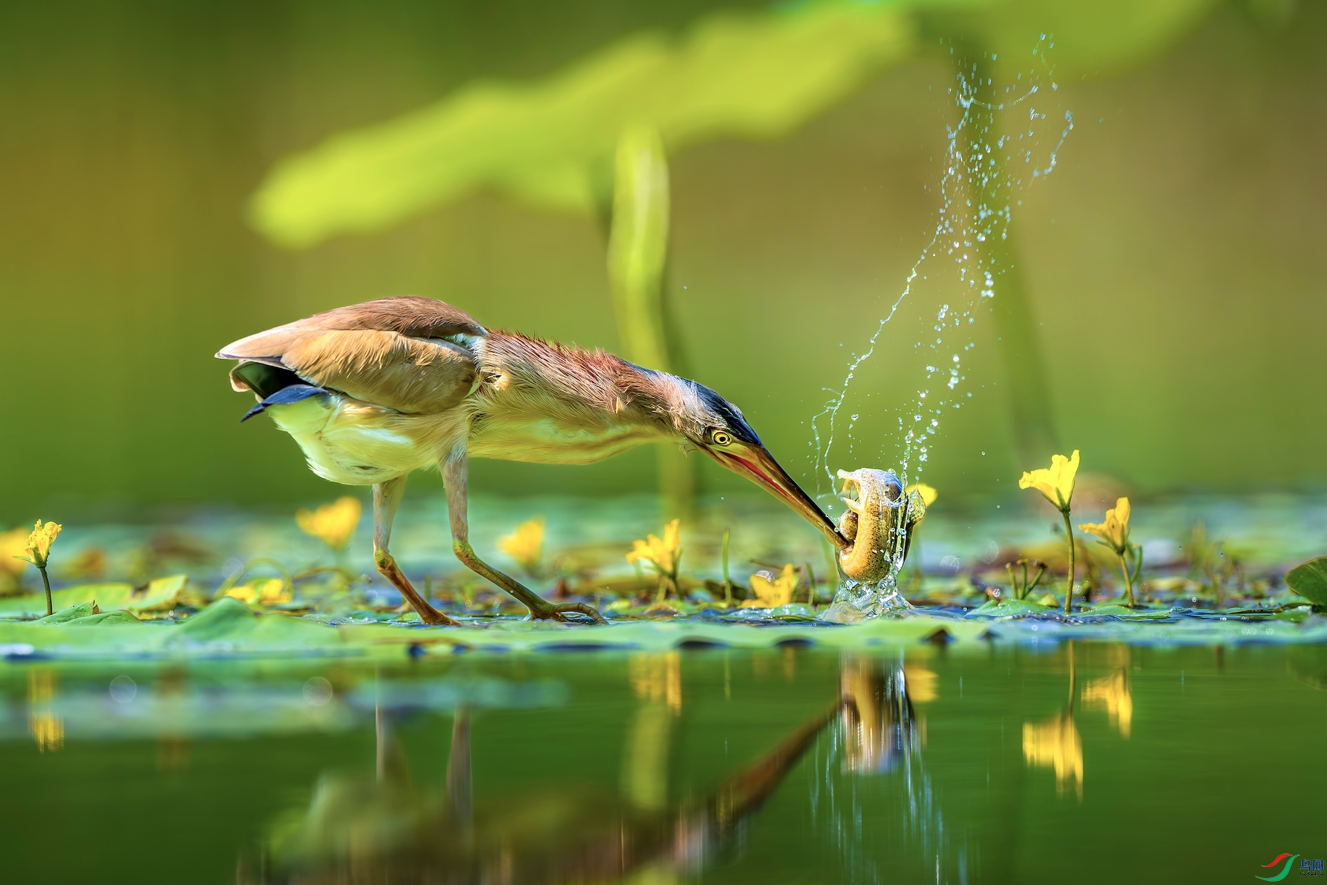 9_DSC8583-����ǿ-NR ����.jpg1 2.jpeg