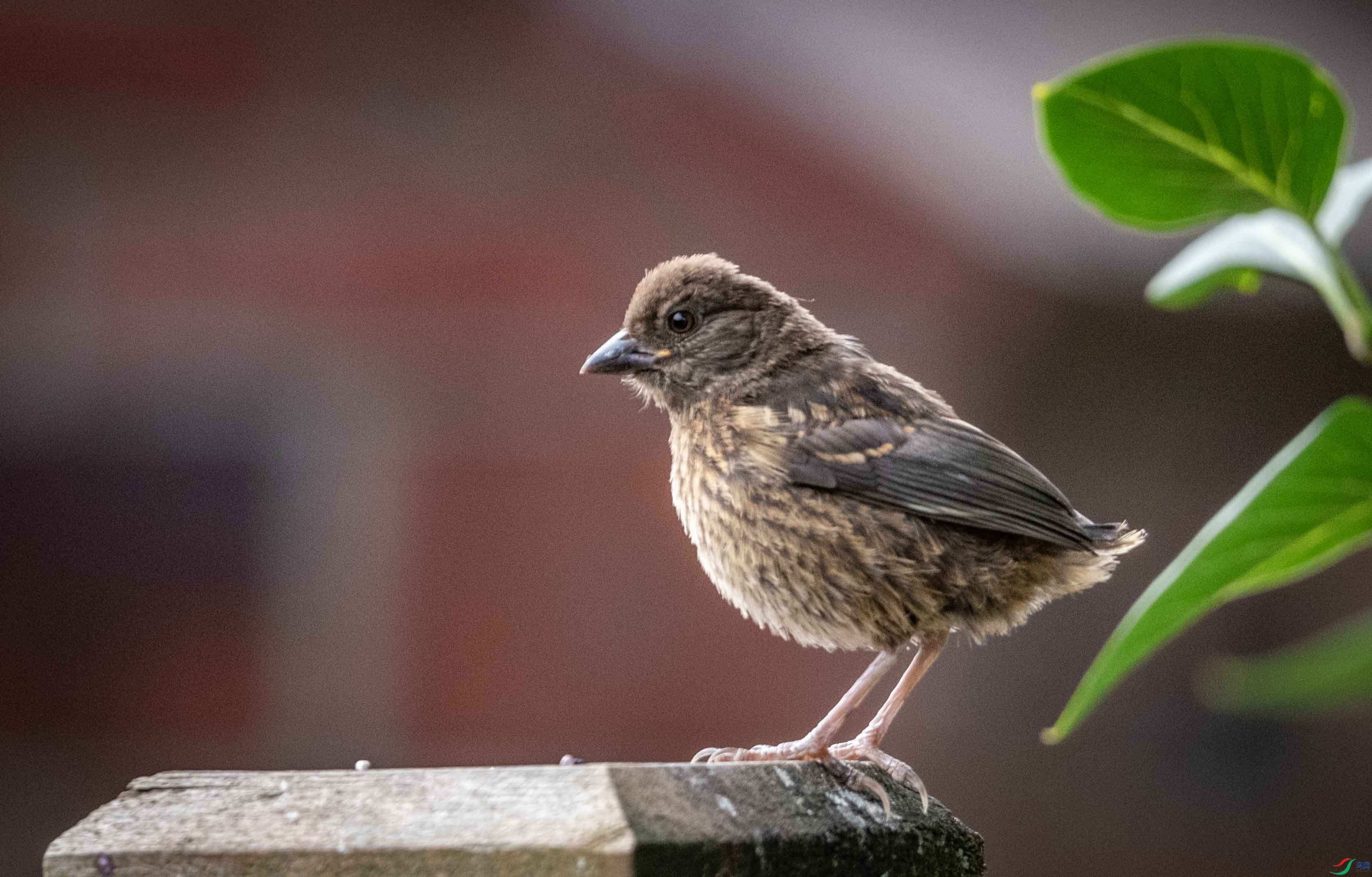 DSC_0326 ����2.jpg